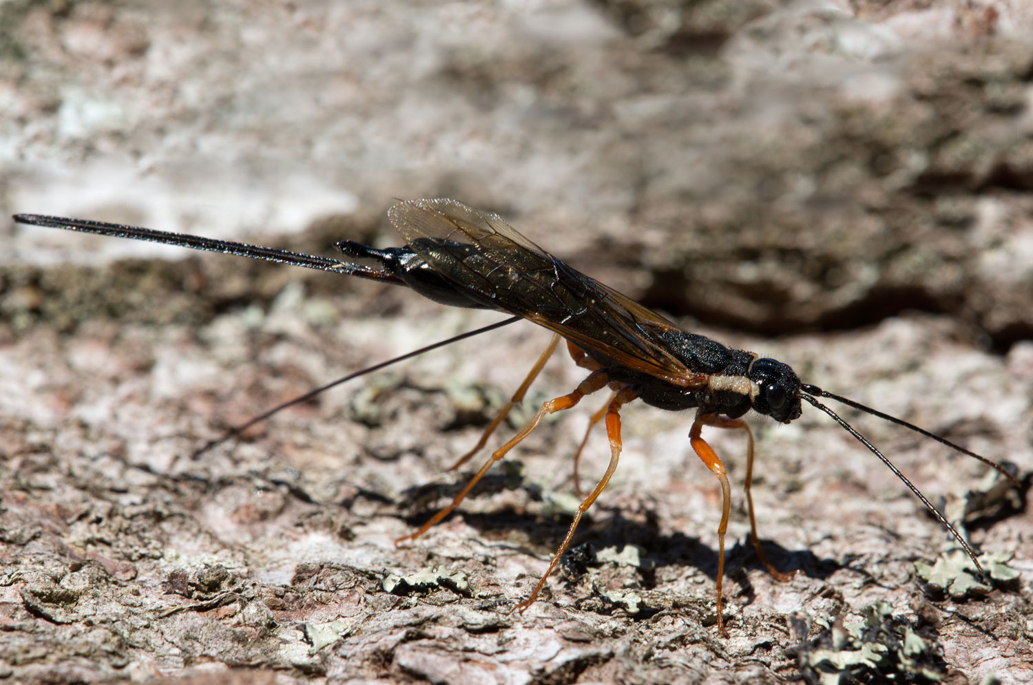 A wasp on the ground