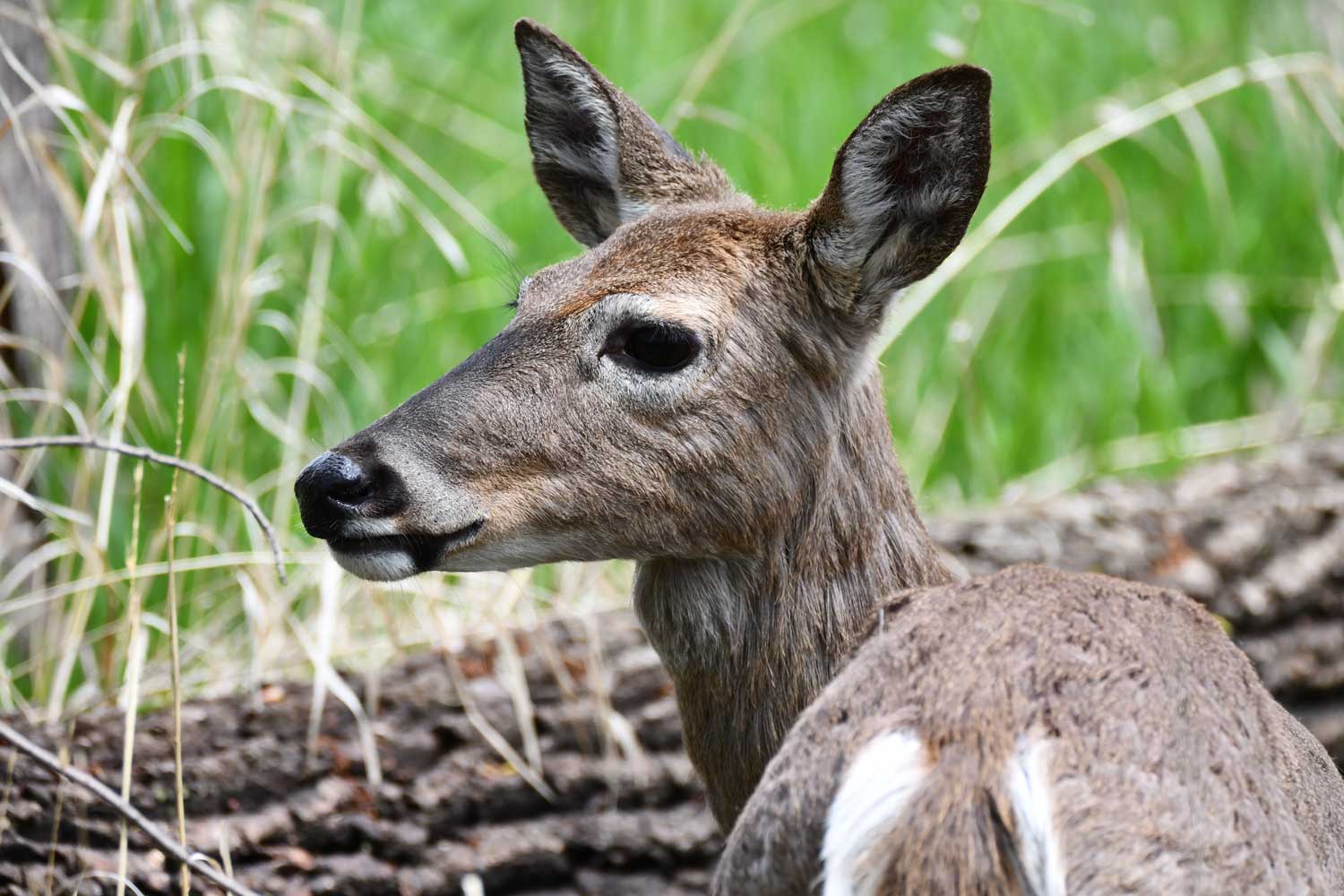 White tailed deer standing near a fallen tree.