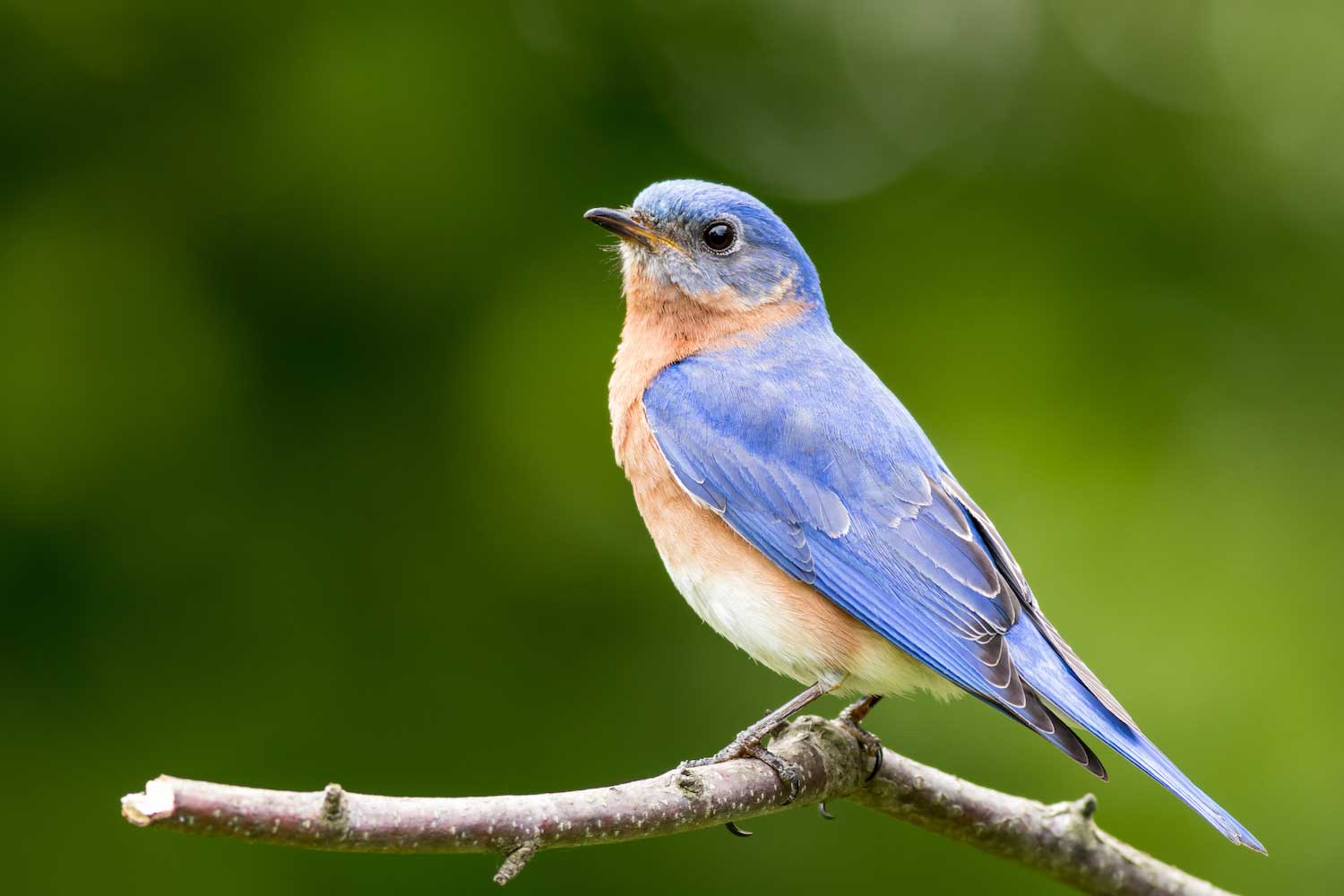 All about bluebirds on sale