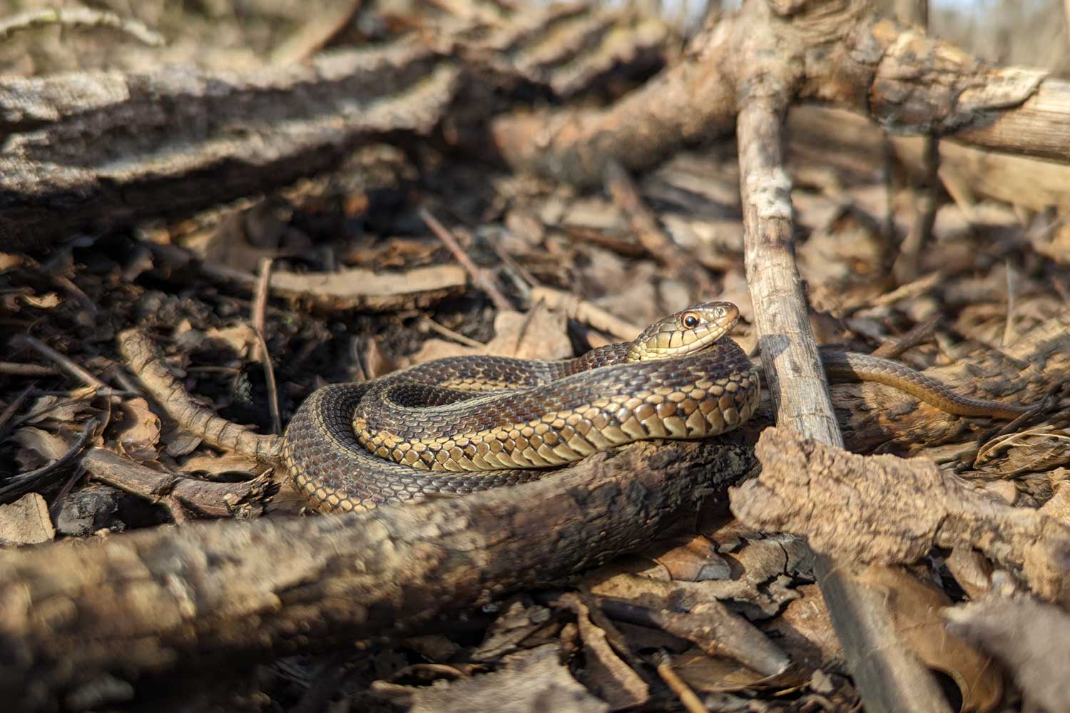 A garter snaked coiled on the ground blending in with its surroundings of fallen branches, logs, sticks and leaves.