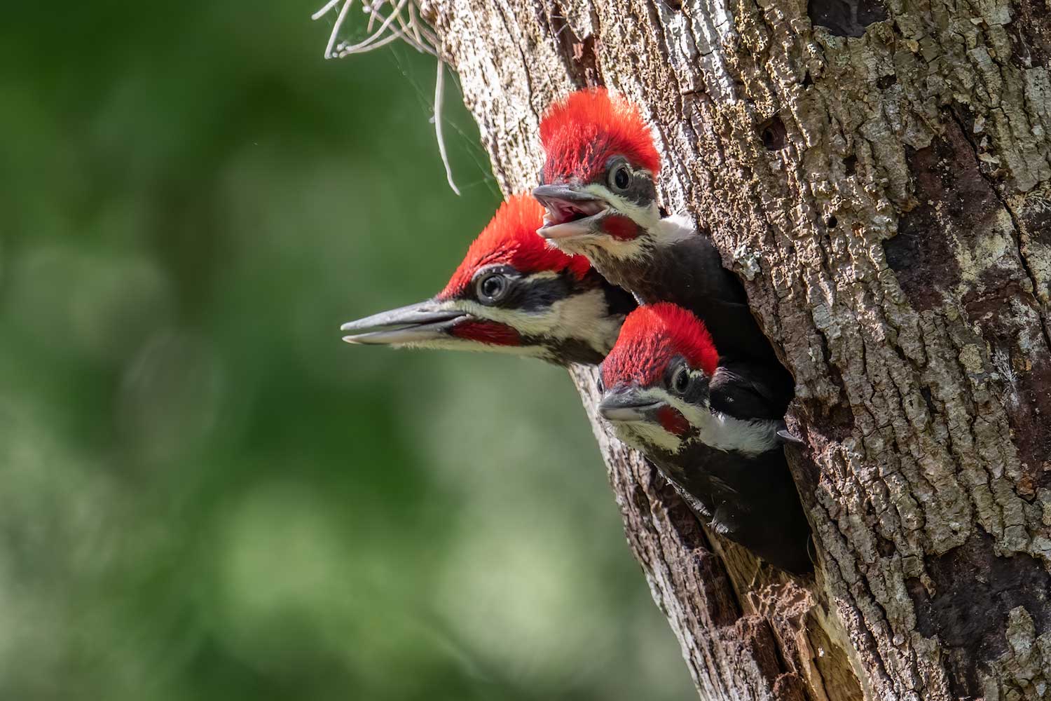 Three young pileated woodpeckers sticking their heads out of a tree cavity.
