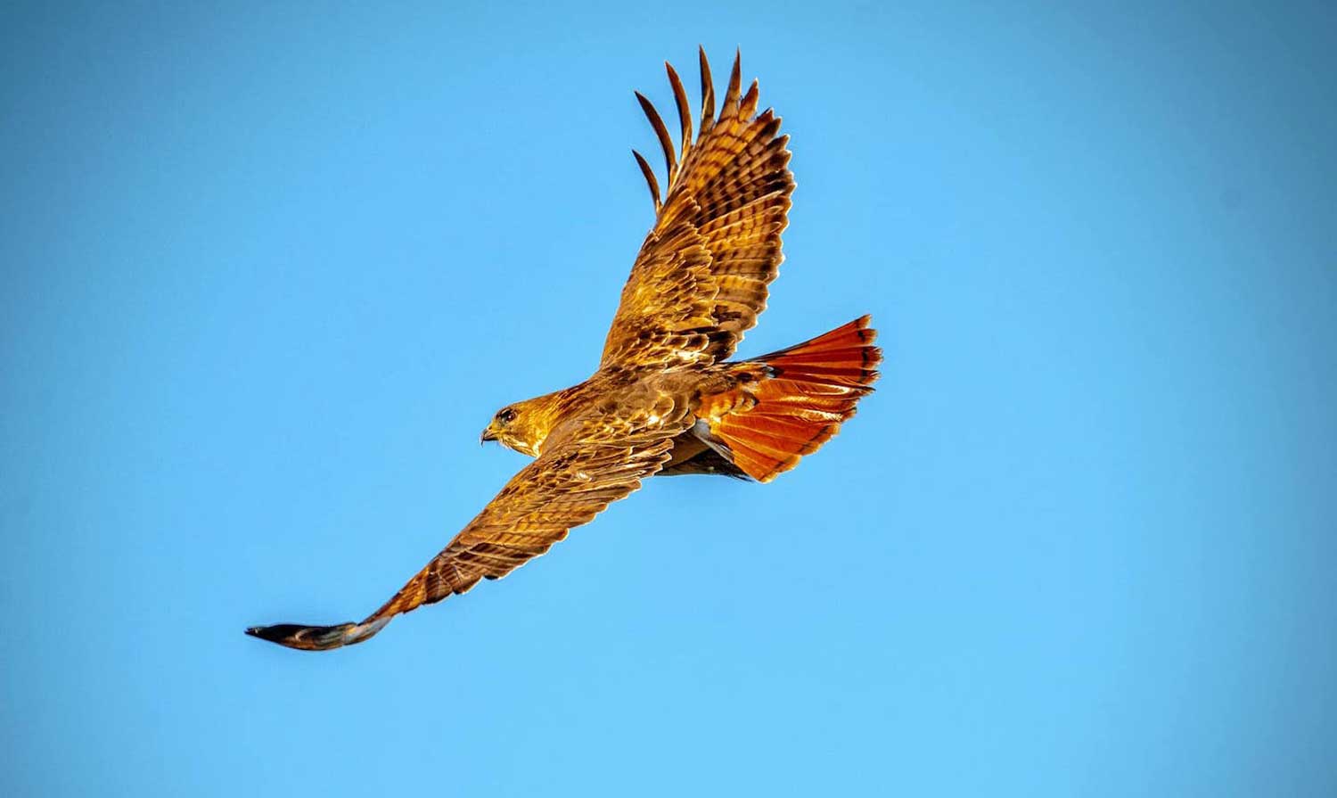 A red-tailed hawk flying under a bright blue sky.