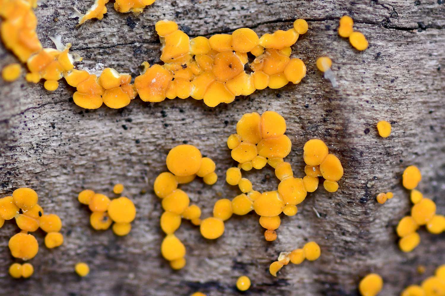 Fairy cap fungus growing on a log.