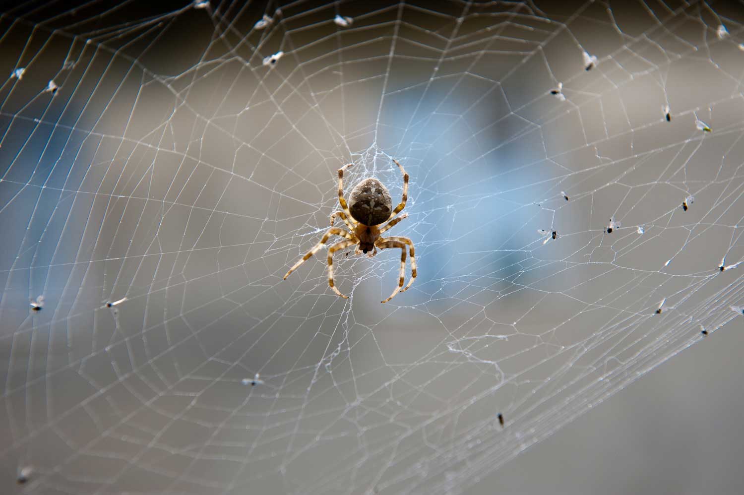 A spider in its web surrounded by small insects caught in the web.