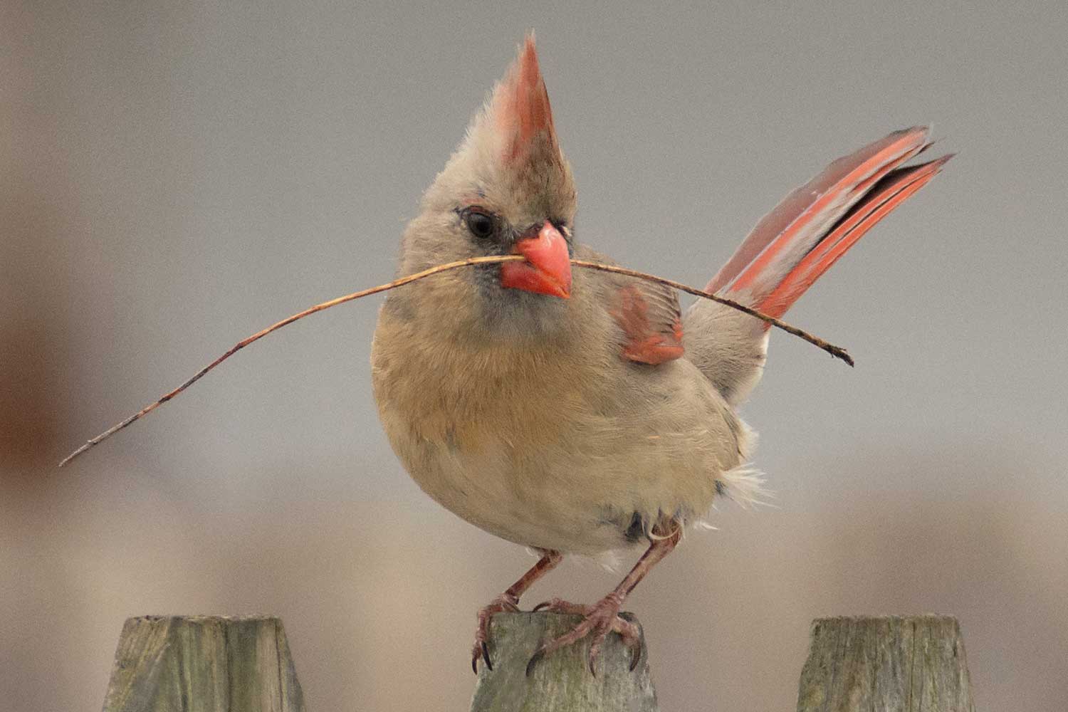 A female cardinal on a fence post with a stick in her mouth.