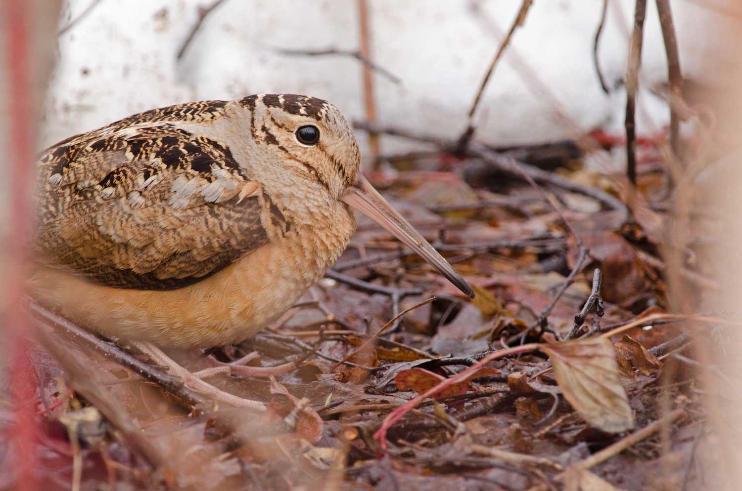 A woodcock on the ground.
