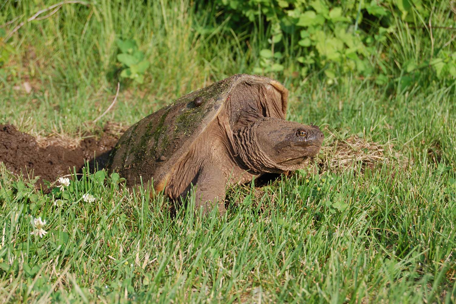 A snapping turtle in the grass with its back legs and rear in a nesting hole dug out of the ground.