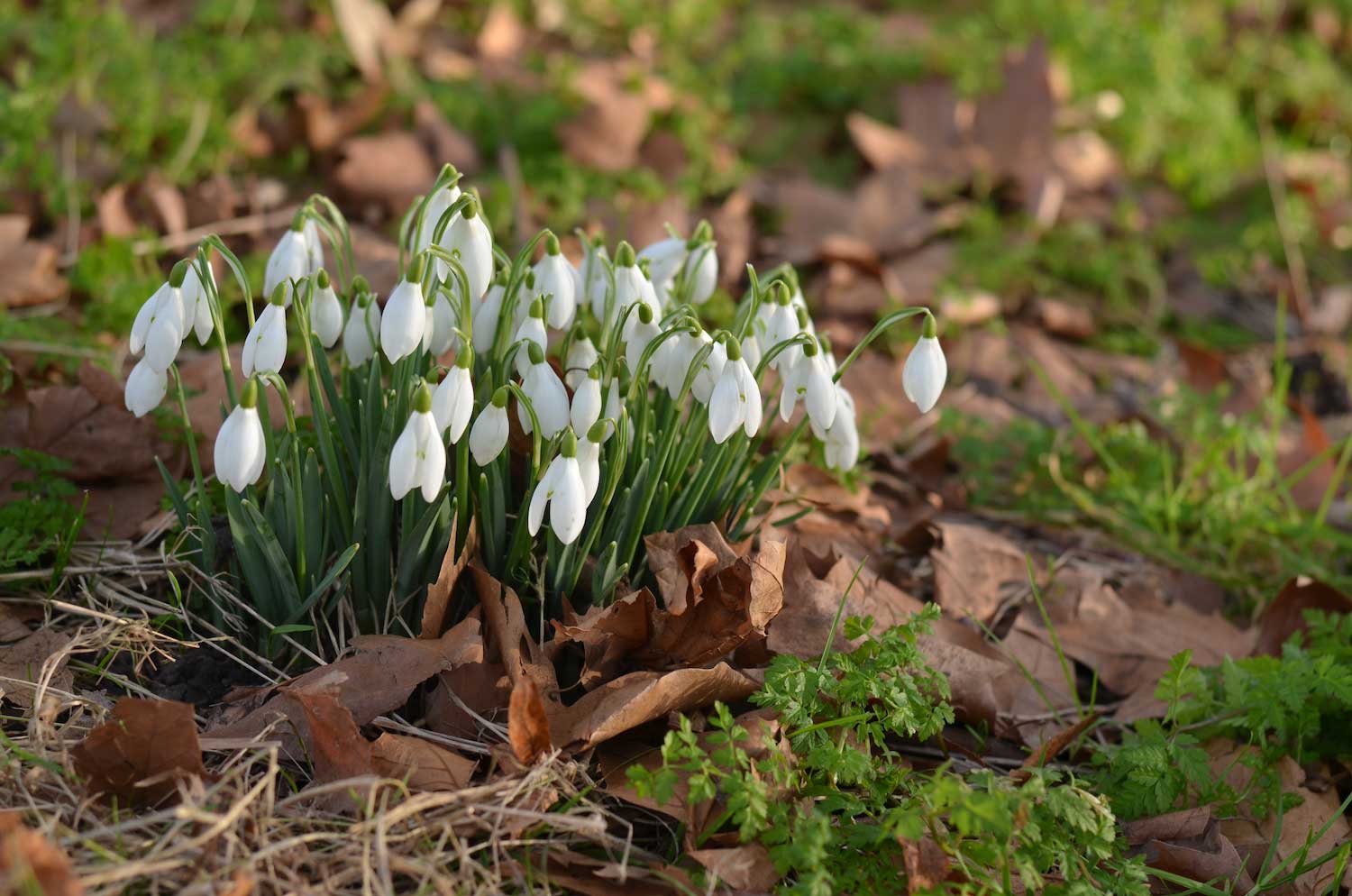 Common snowdrops peeking up from the ground.