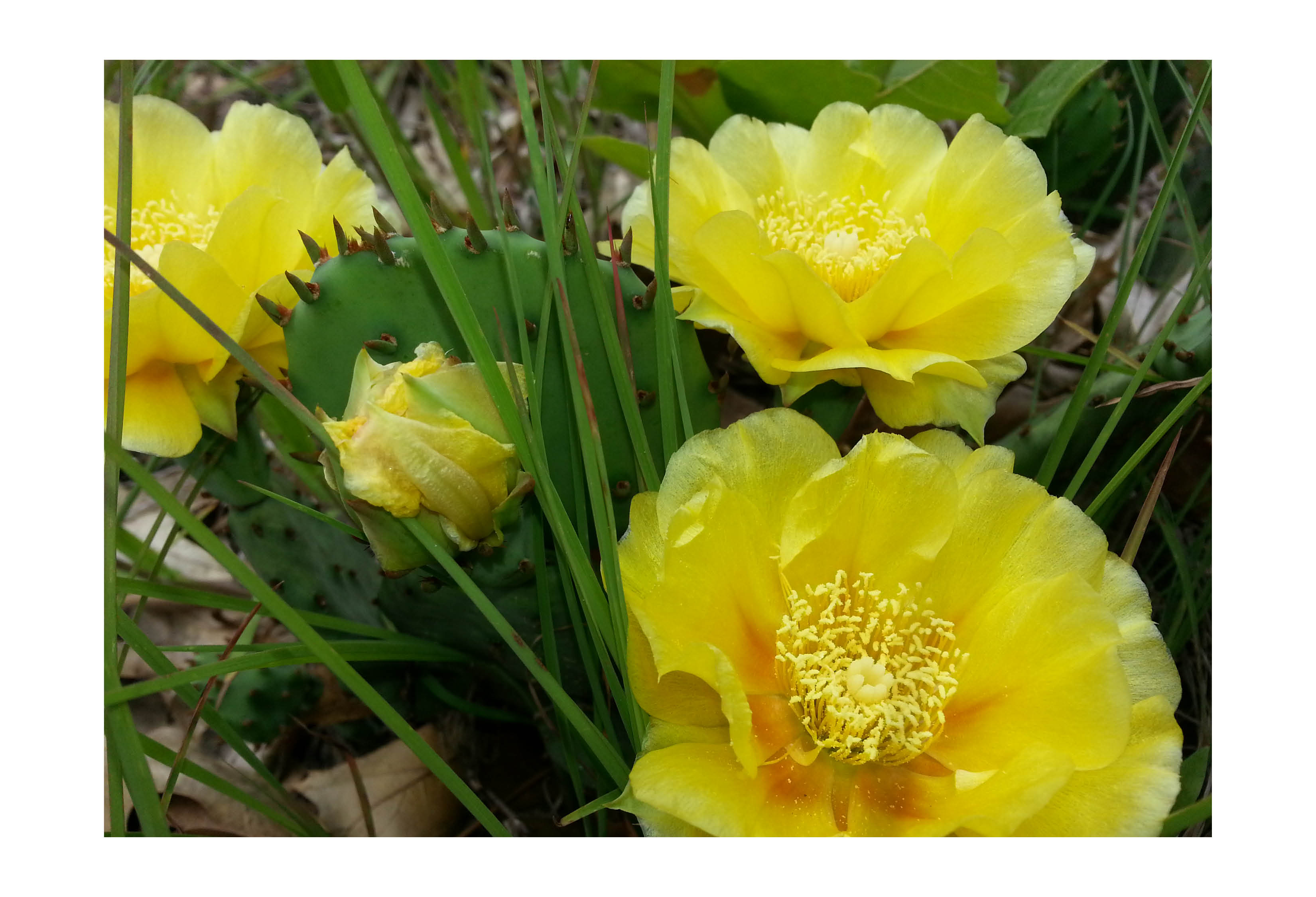 Prickly pear cactus.