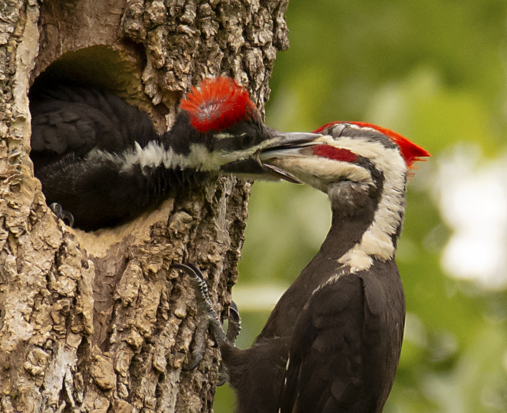 Photo for: Daddy Woodpecker Nurturing Nestling Wins December Photo Contest