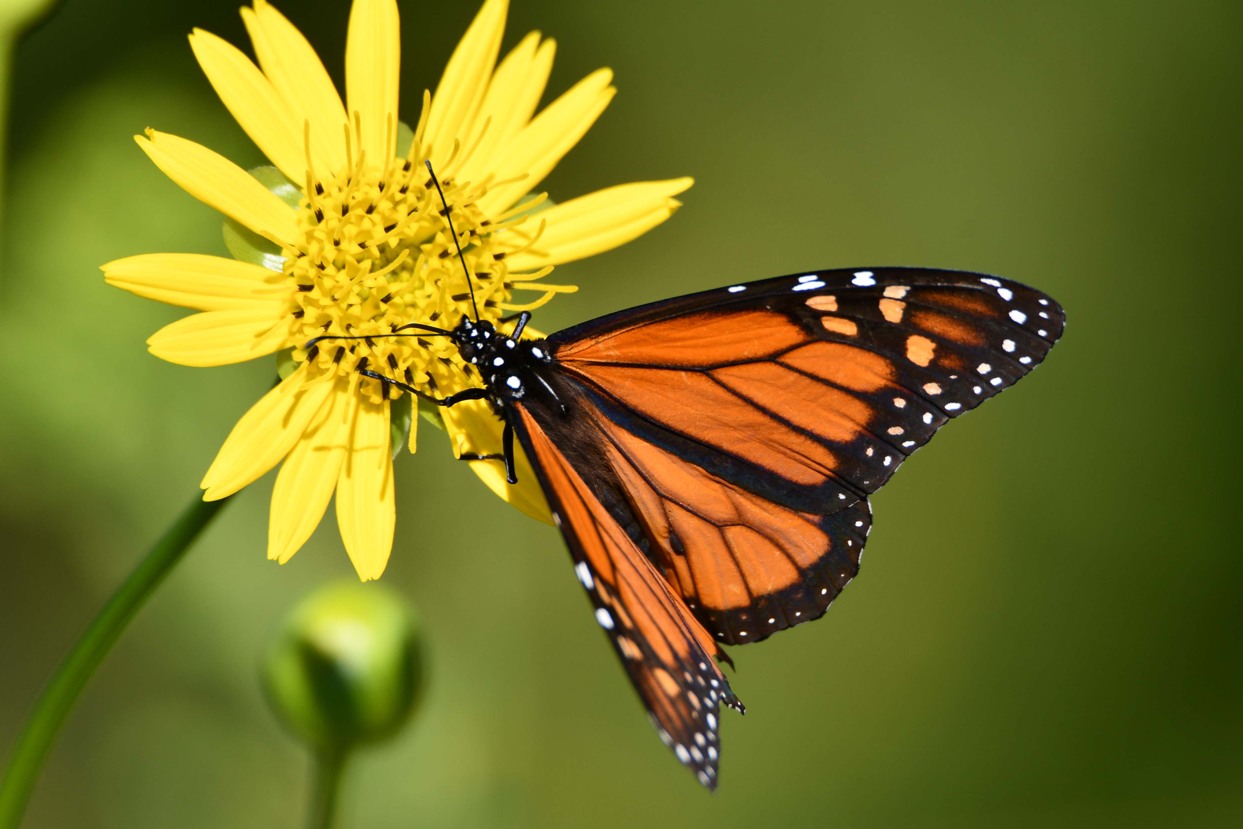 Monarch butterfly on a yellow flower