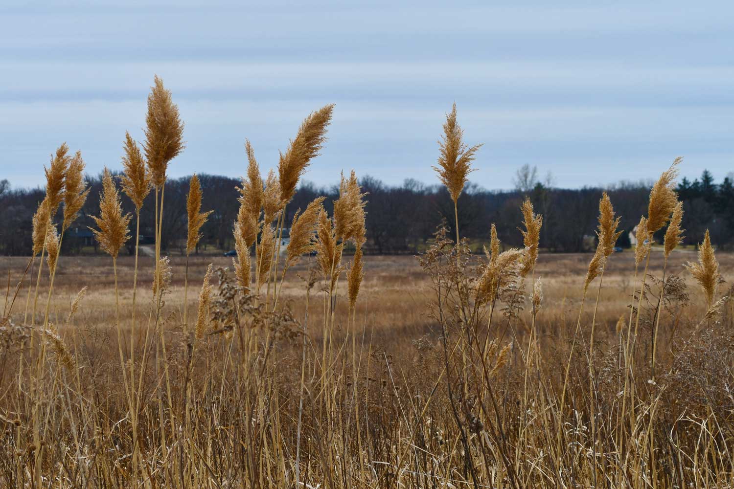 Common reed with tall grasses, vegetation, and the sky in the background.