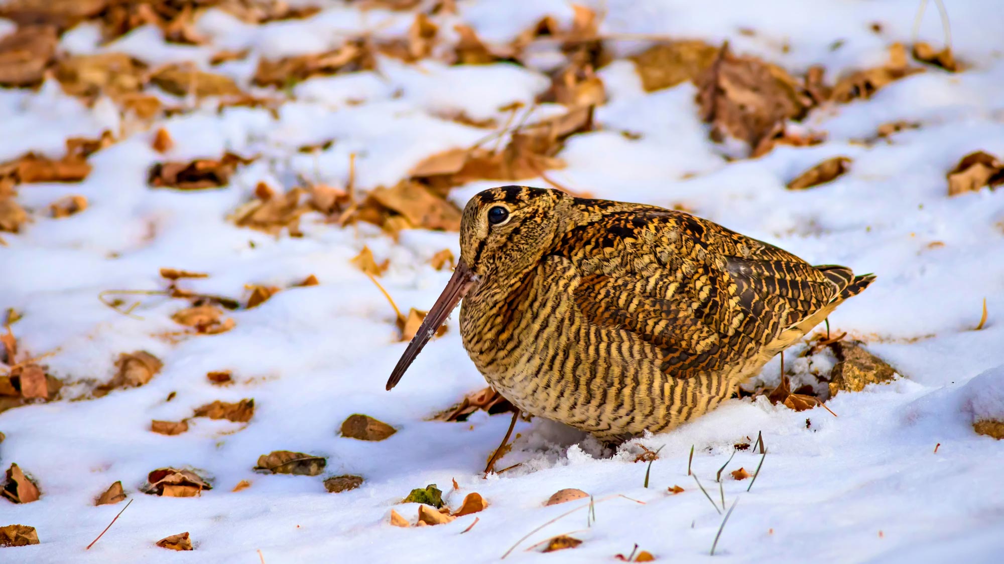 A woodcock on the snowy ground.