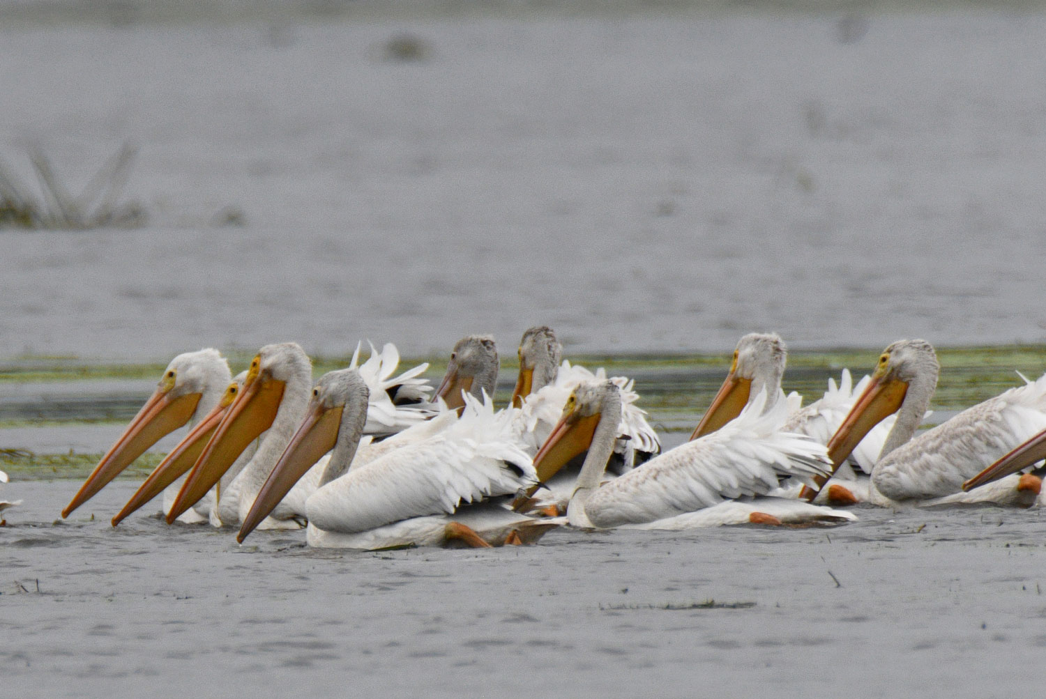 Numerous pelicans floating on the river