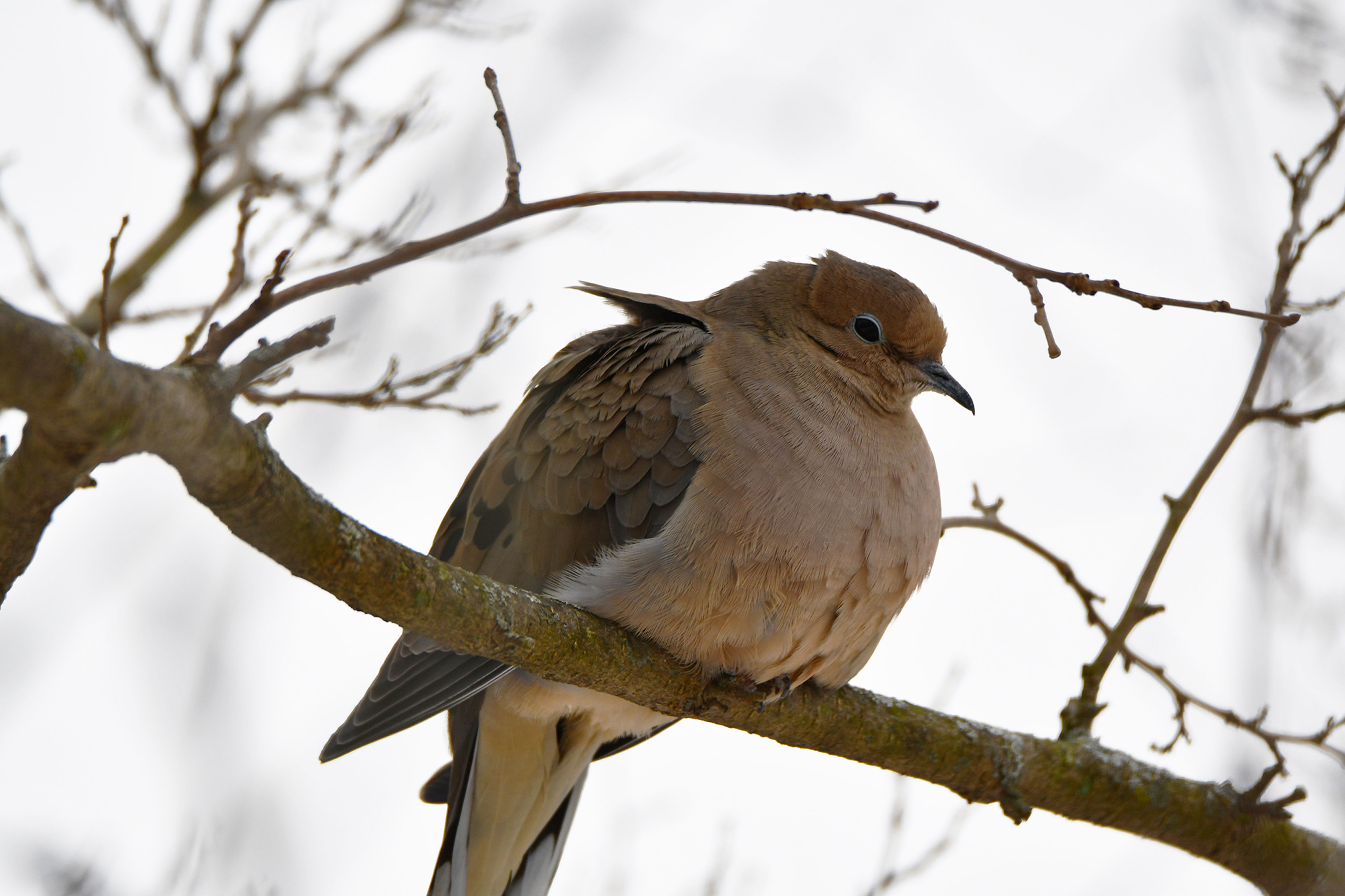 A mourning dove on a branch.