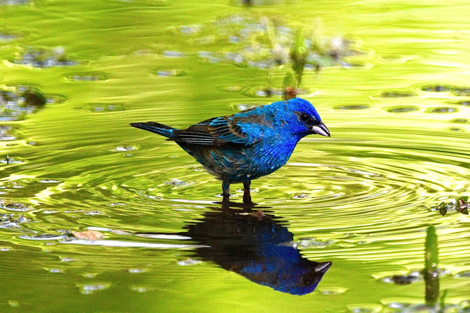 Indigo bunting standing in water.