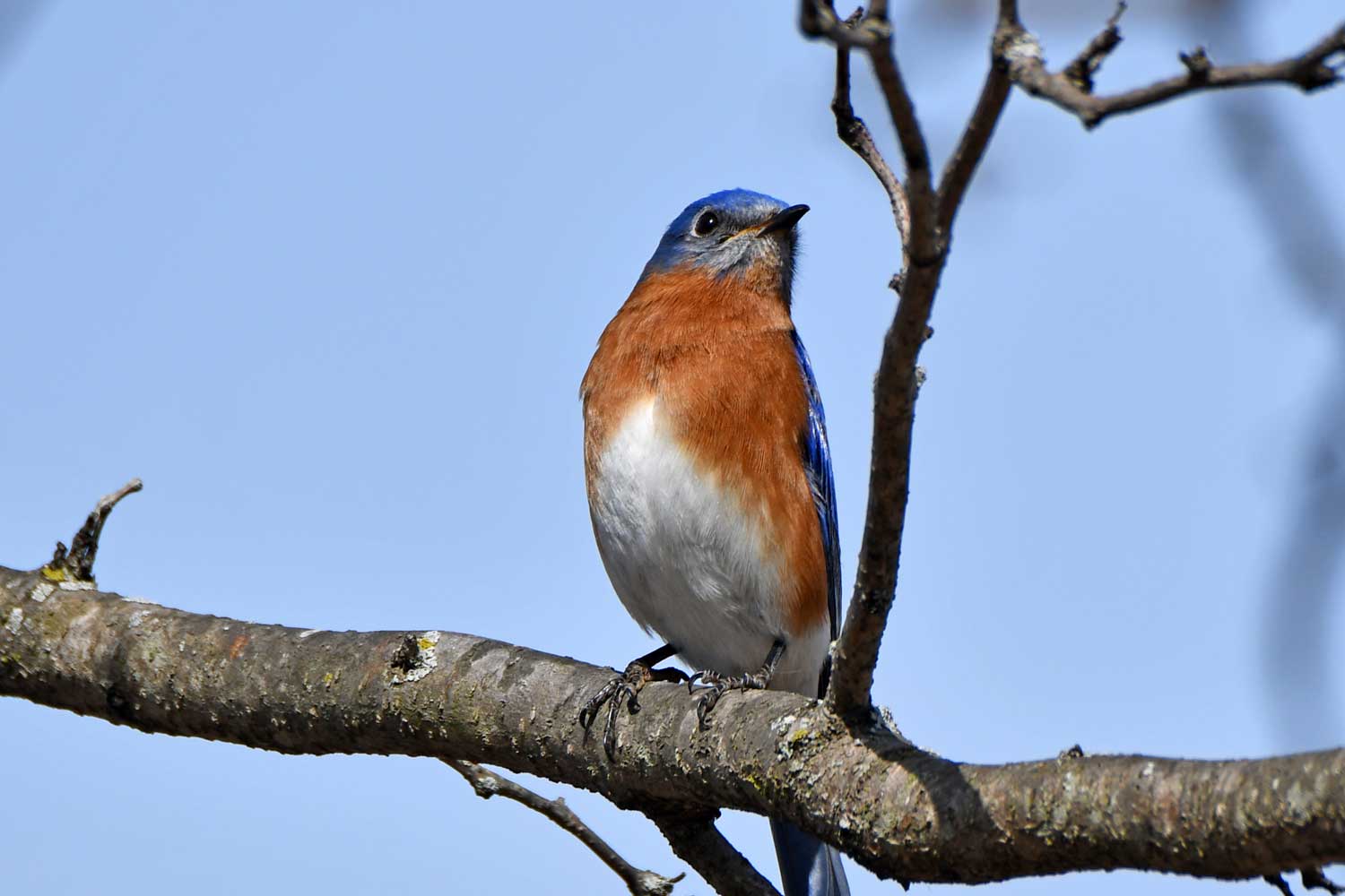 Eastern bluebird perched on a branch.