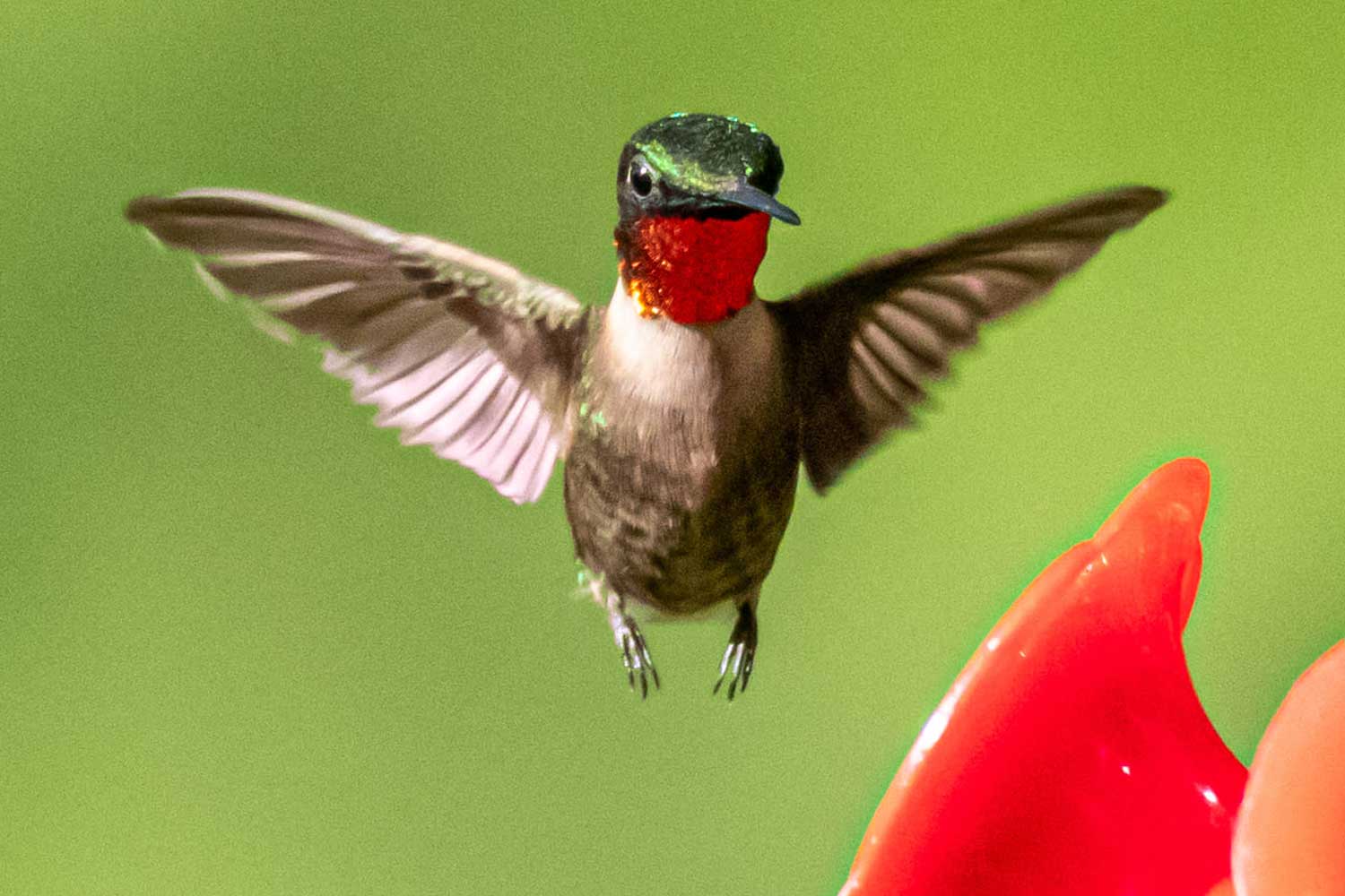 Hummingbird flying up to a feeder.