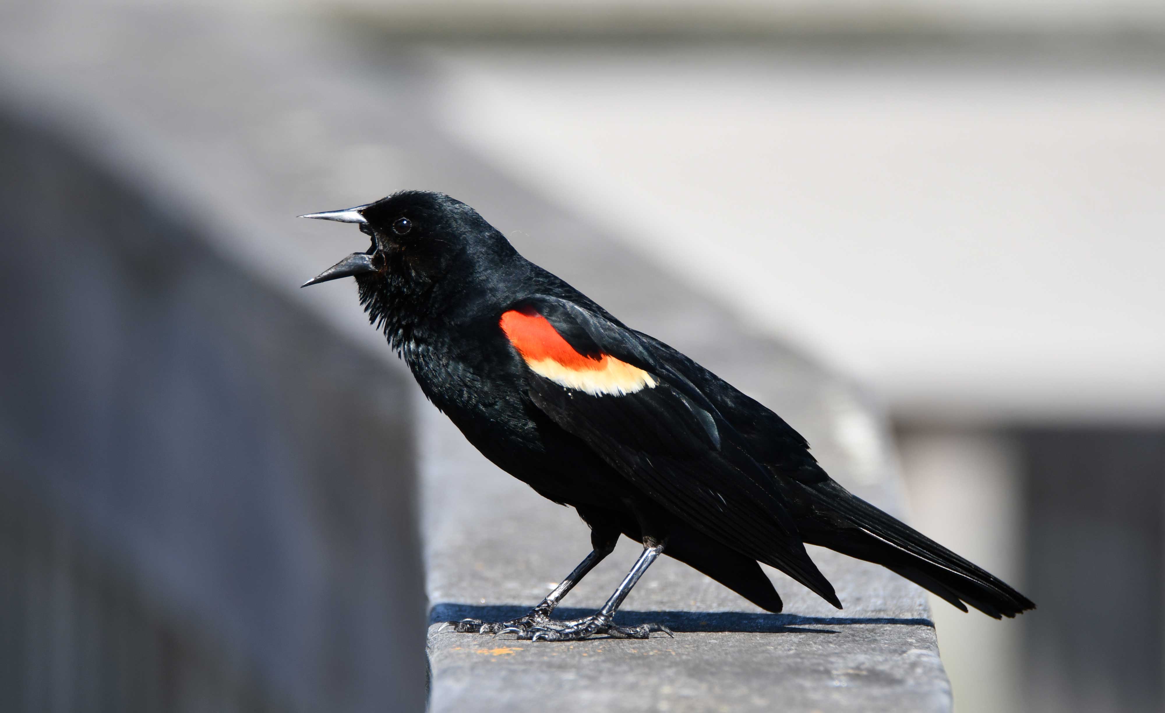 Get Ready for Red-Winged Blackbird Season - Birds and Blooms