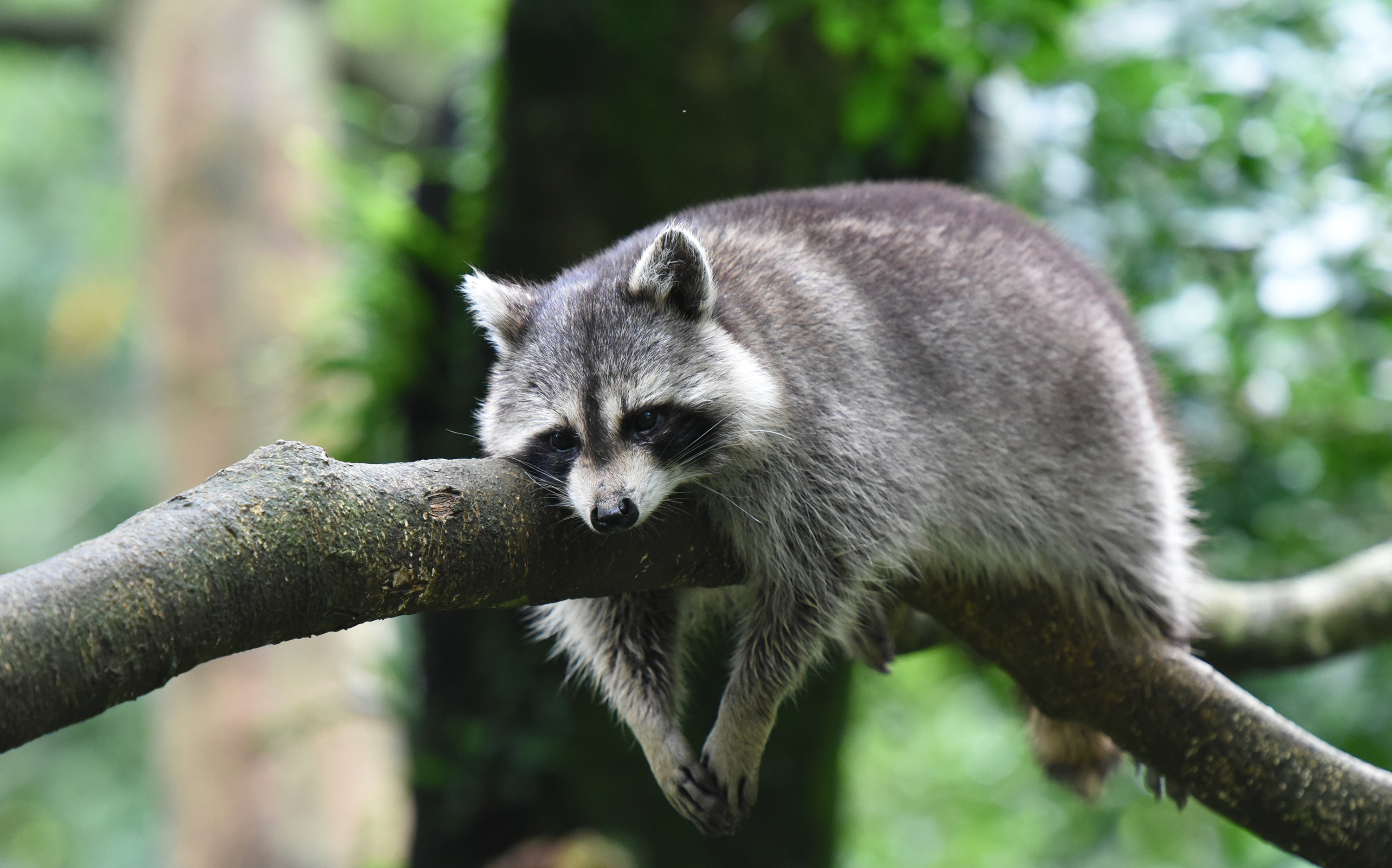 A raccoon on a branch.