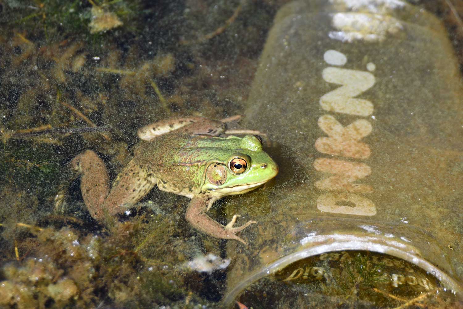 A frog on a plastic cup in the water.