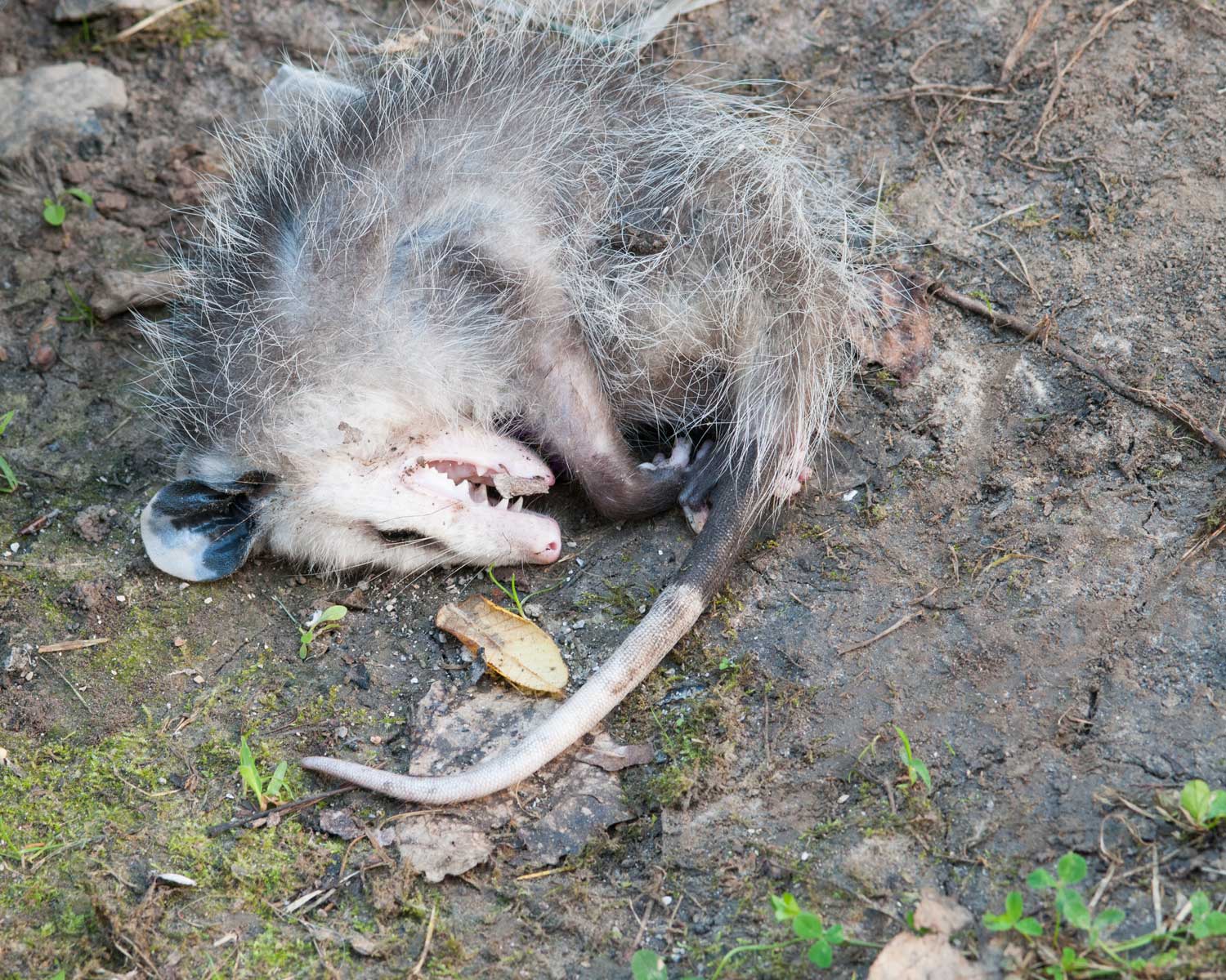An opossum curled up on the ground with its teeth bared while playing dead.