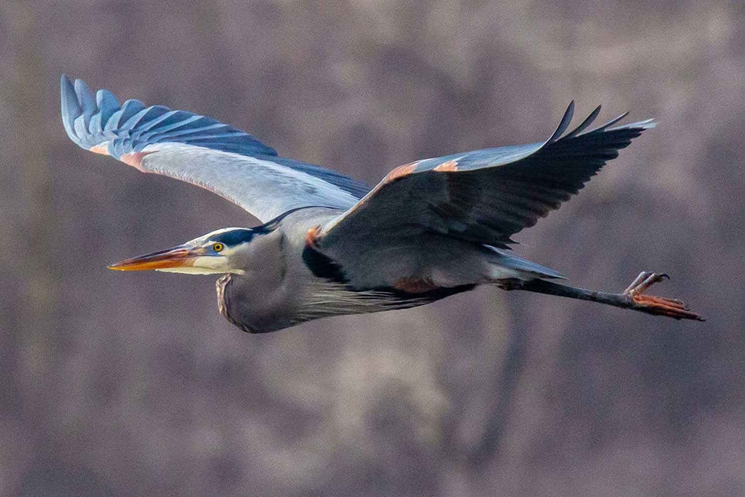 A great blue heron in flight.