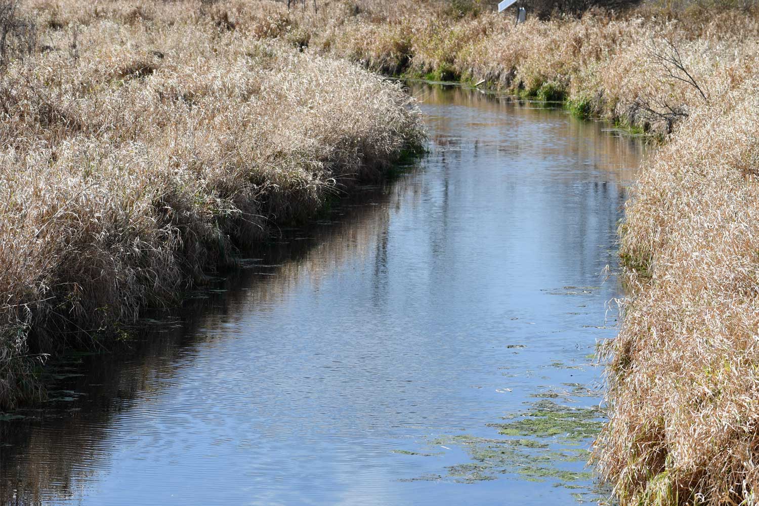 Creek lined by grasses.