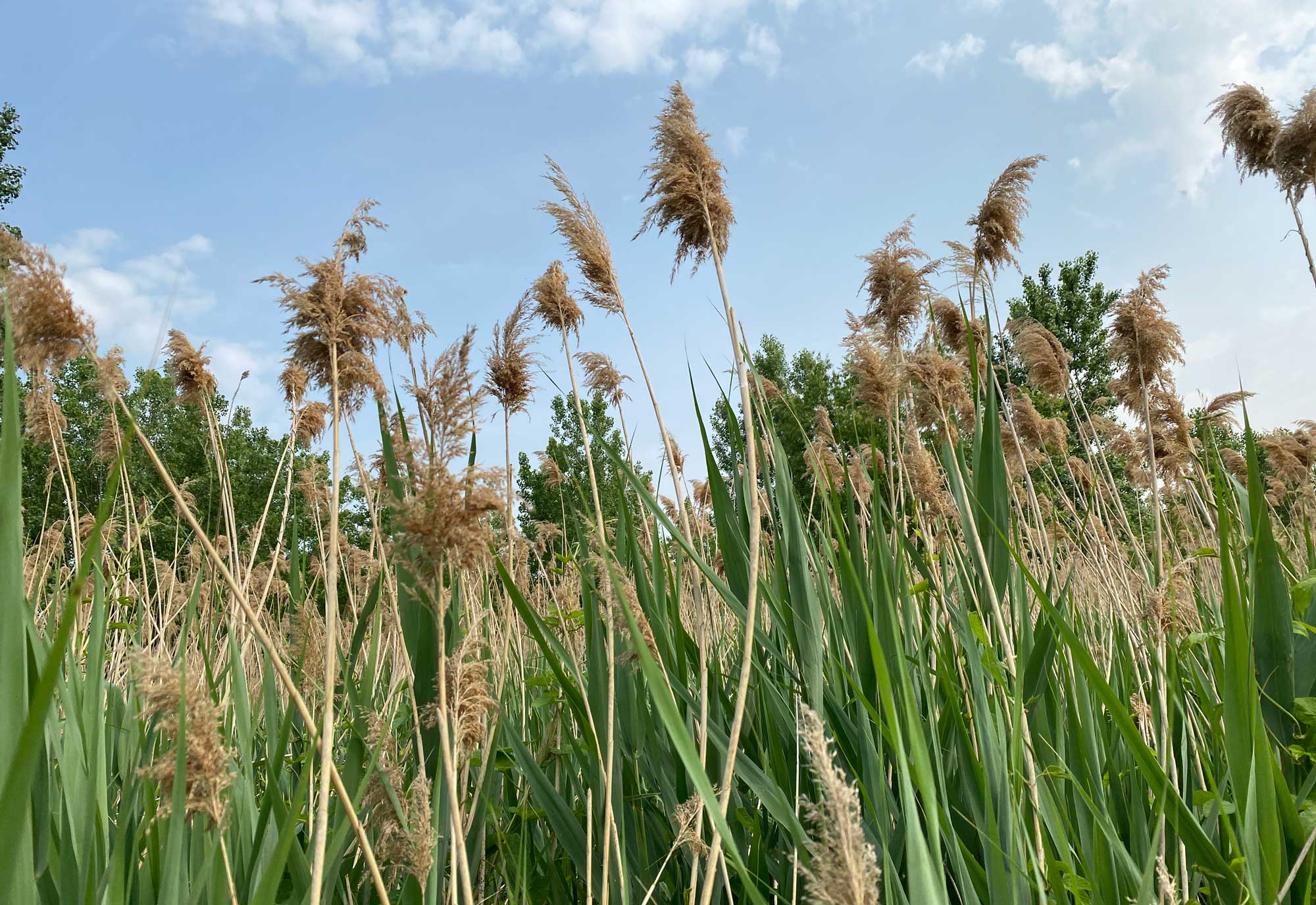 Phragmites stand tall along a trail, with blue sky in the background.