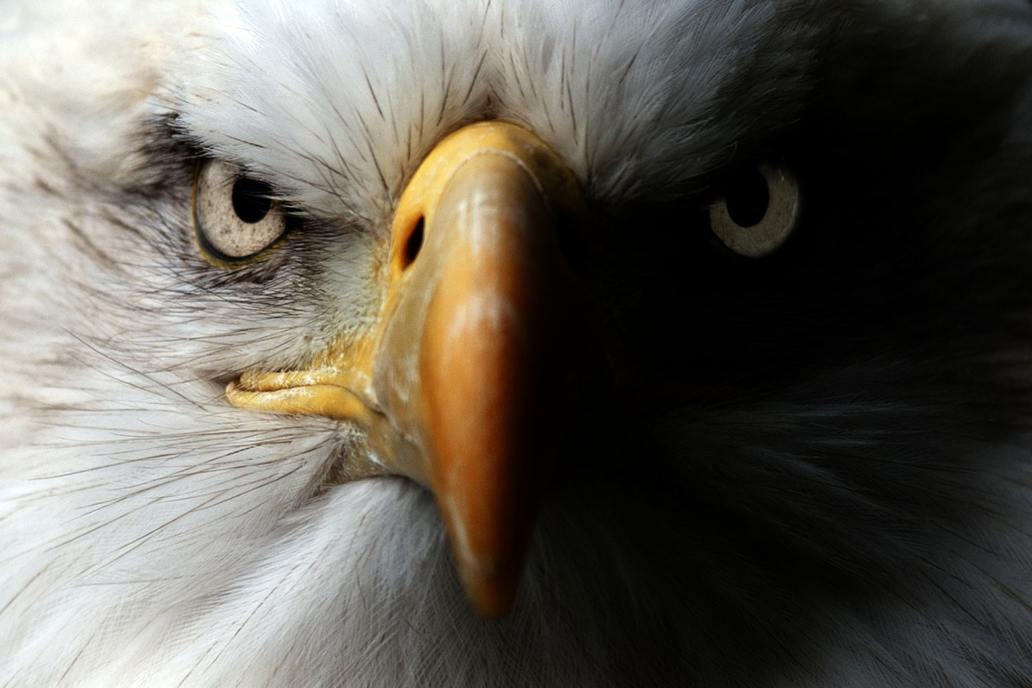 bald-eagle-shutterstock.jpg.aspx