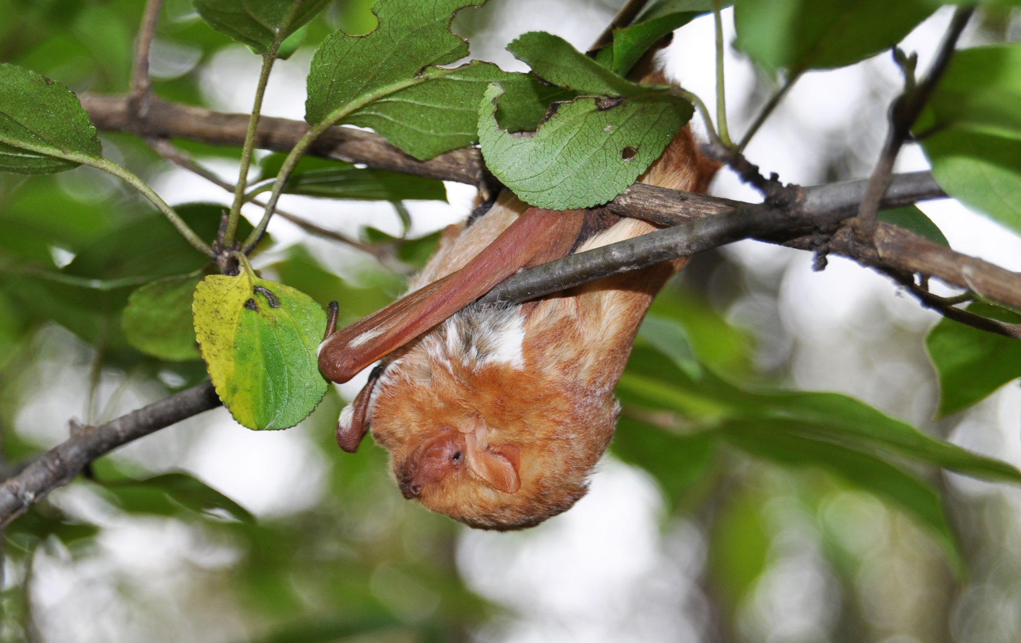 An eastern red bat in a tree.