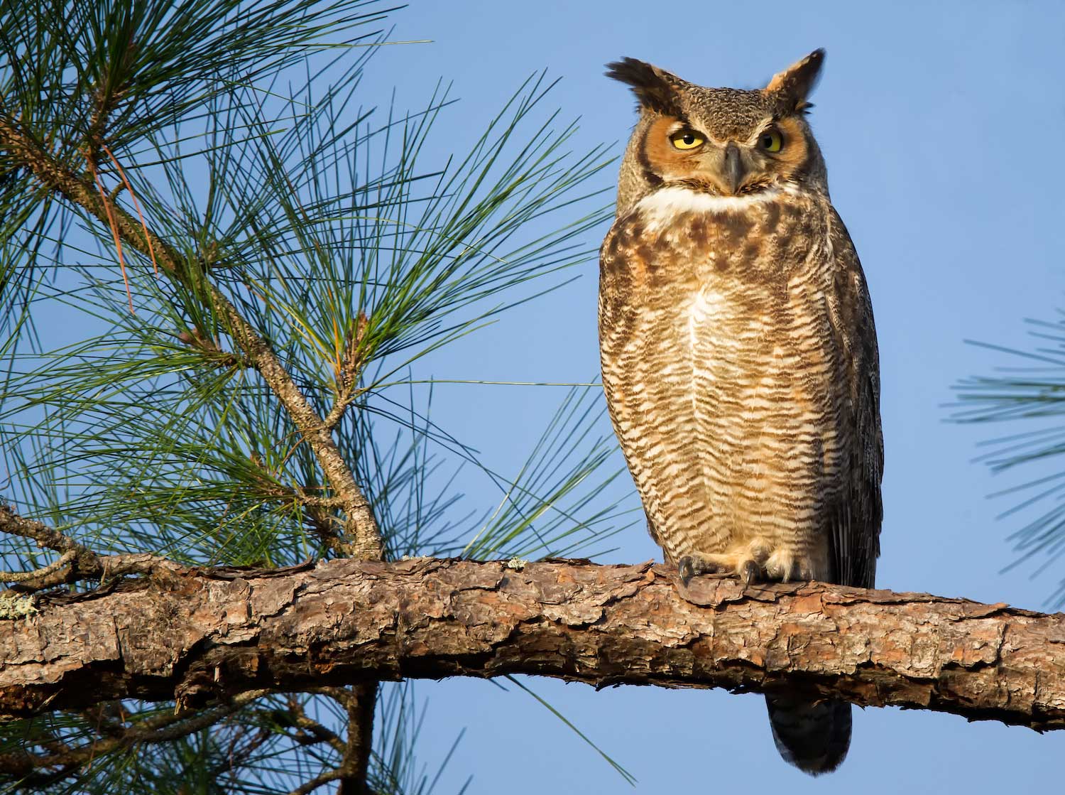 barred owl wingspan