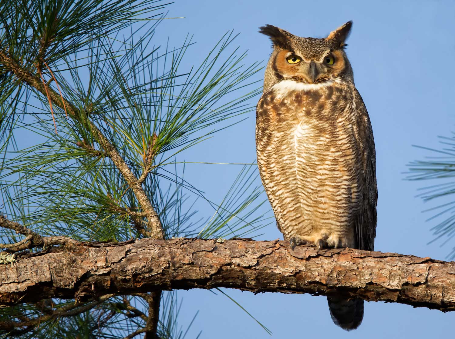 Great horned owl perched on a tree branch