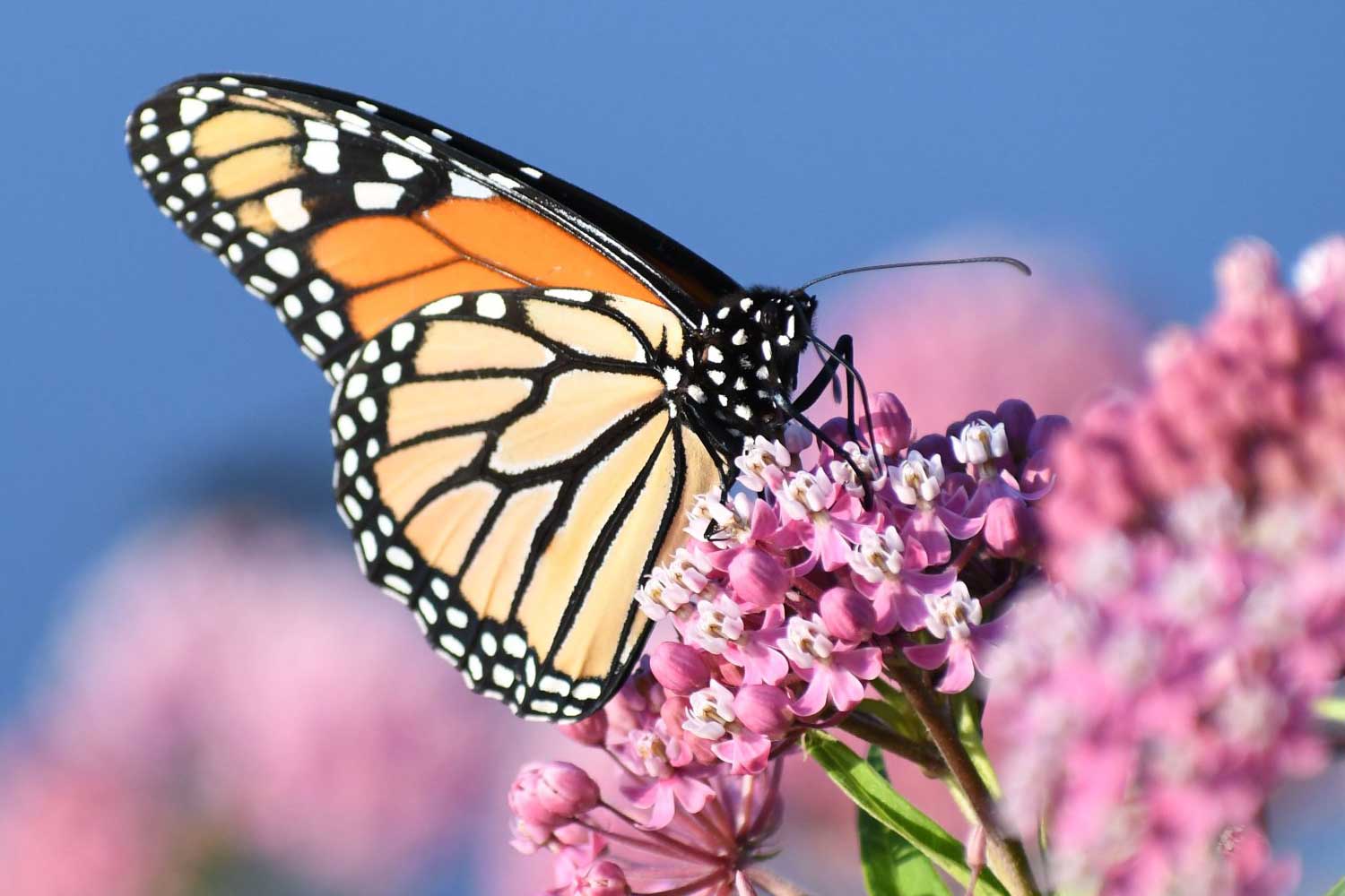 Monarch butterfly perched on flower blooms.