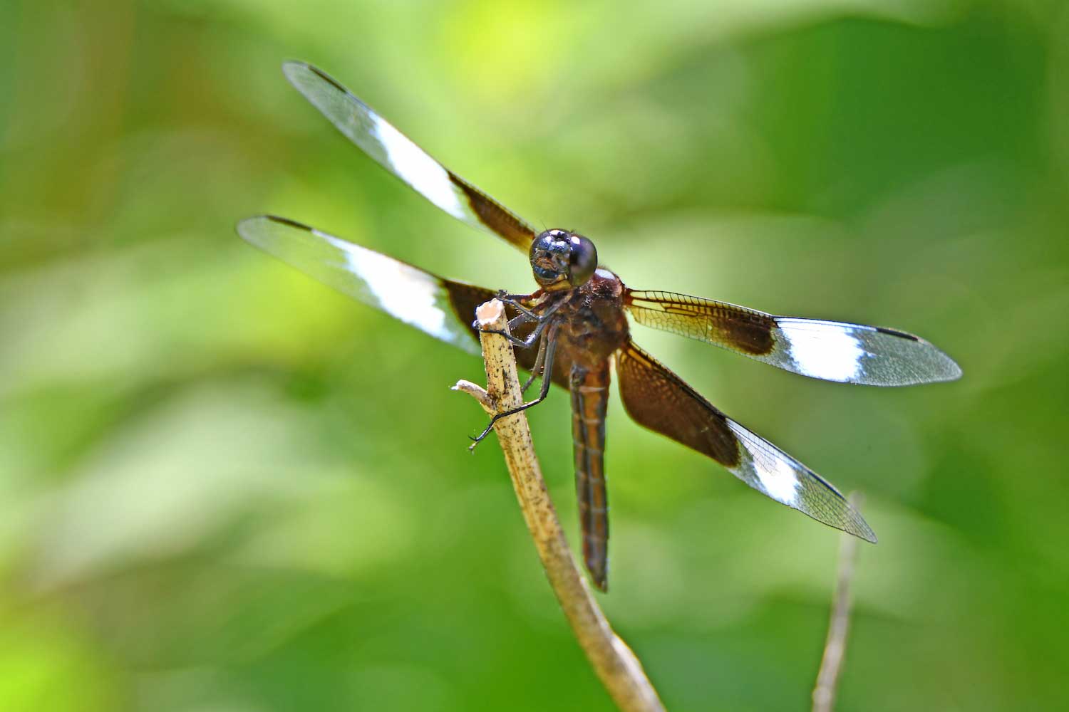 A dragonfly perched atop vegetation.