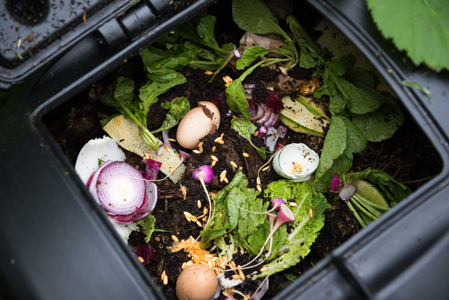 Food and compost inside a compost bin.