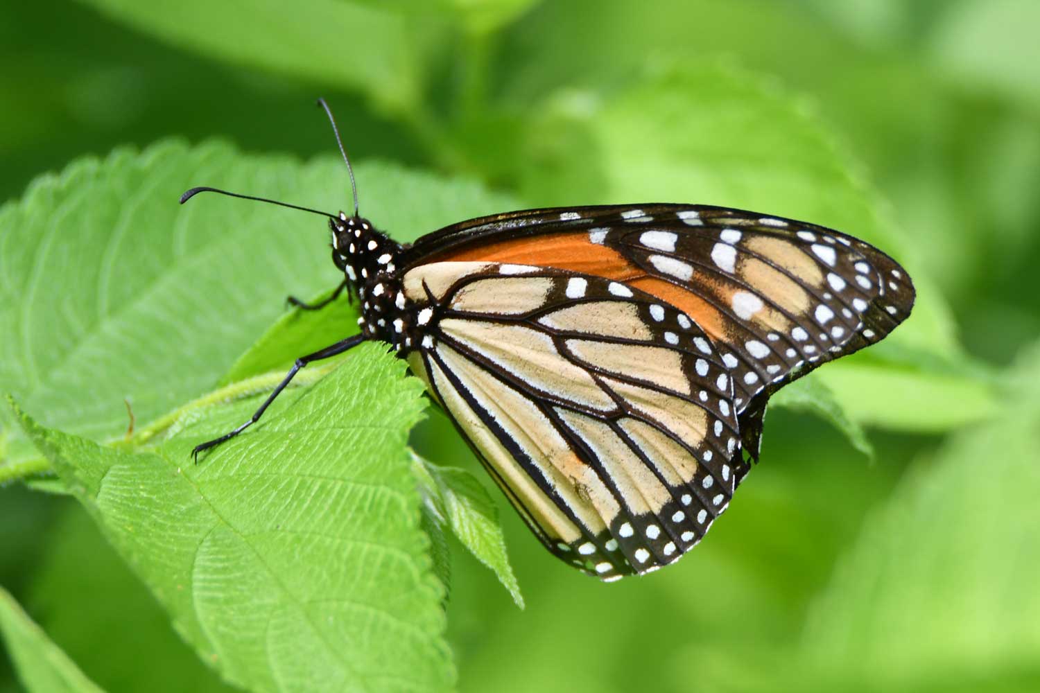 Monarch butterfly on a leaf.