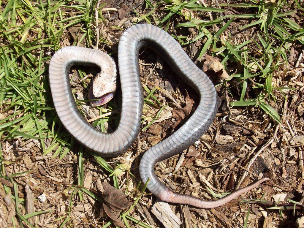 An eastern hognose snake on the ground