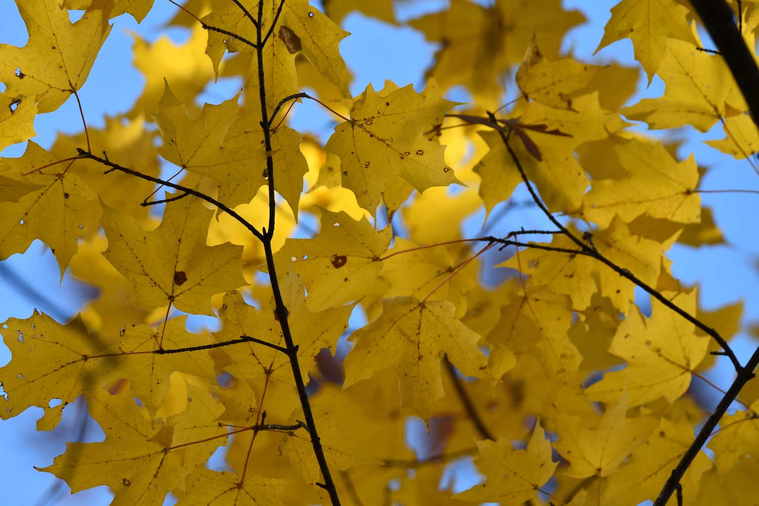 Yellow maple leaves on a tree.