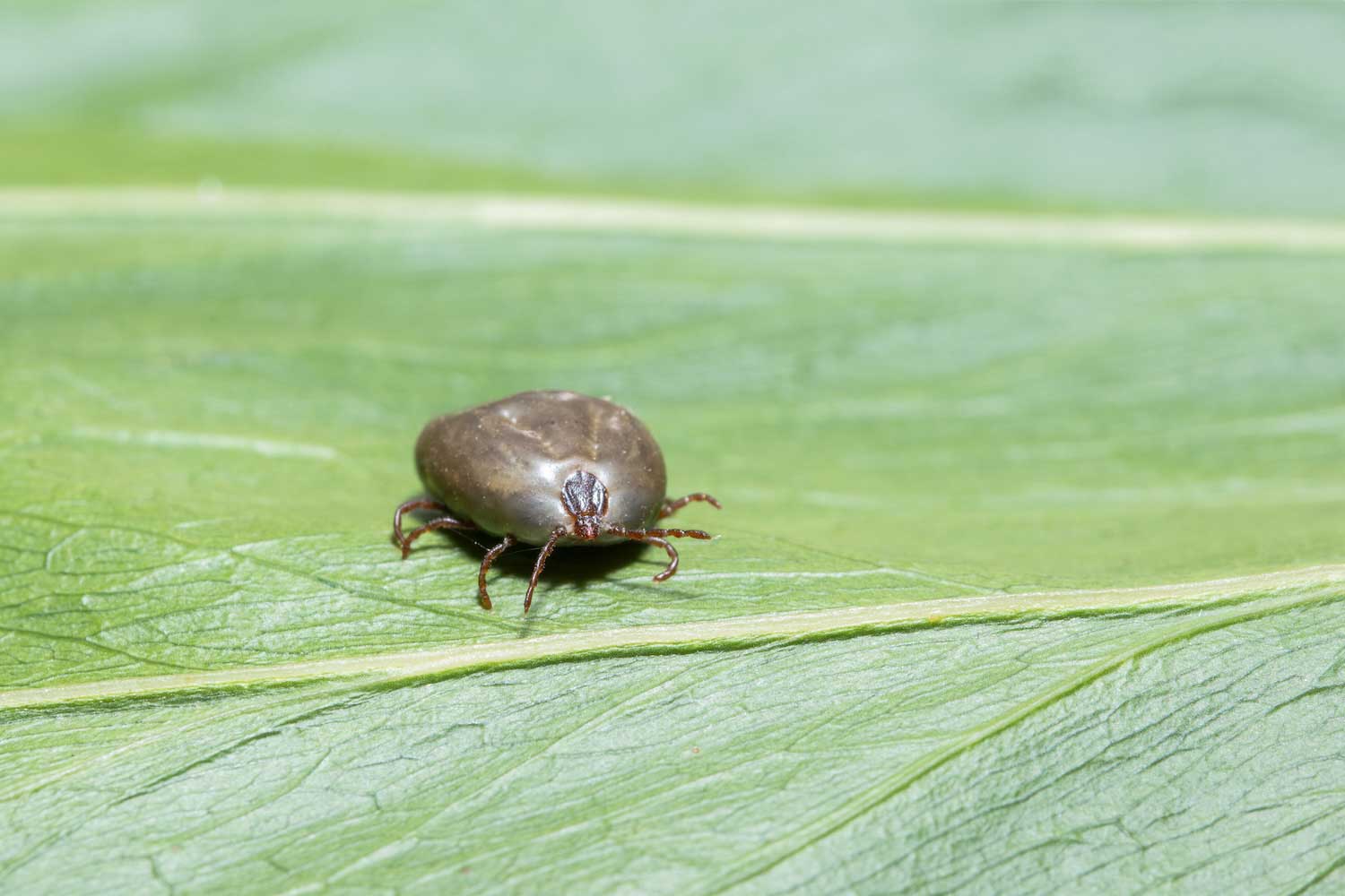 An Asian longhorned tick on a leaf.