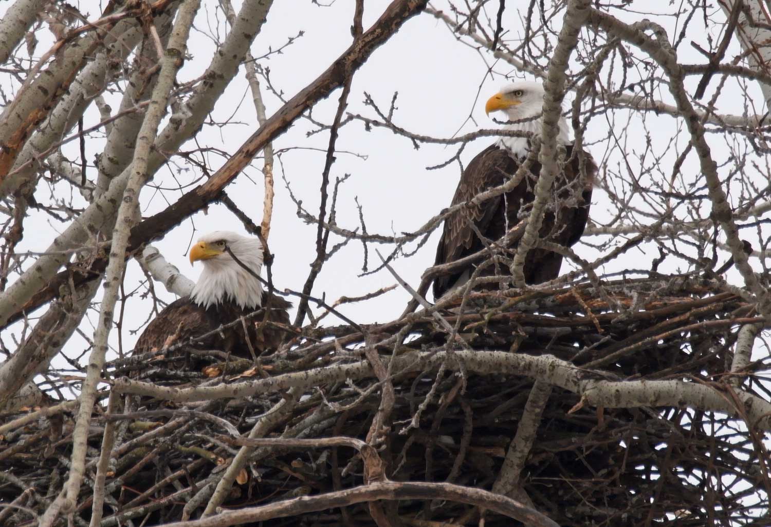 A pair of bald eagles on their nest.