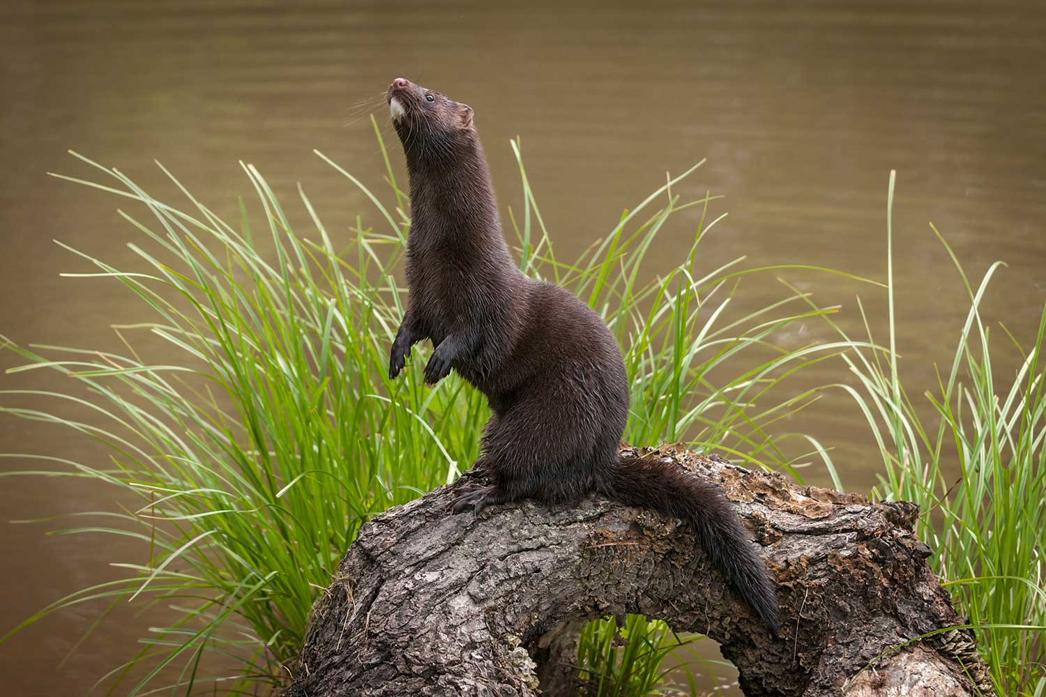 A mink standing up on its back legs near the water.