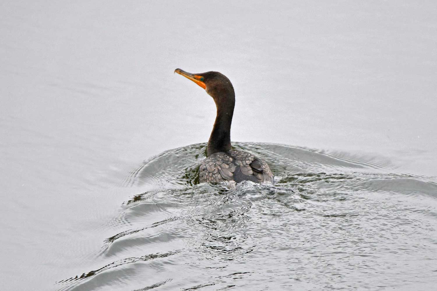 Double crested cormorant swimming in the water.