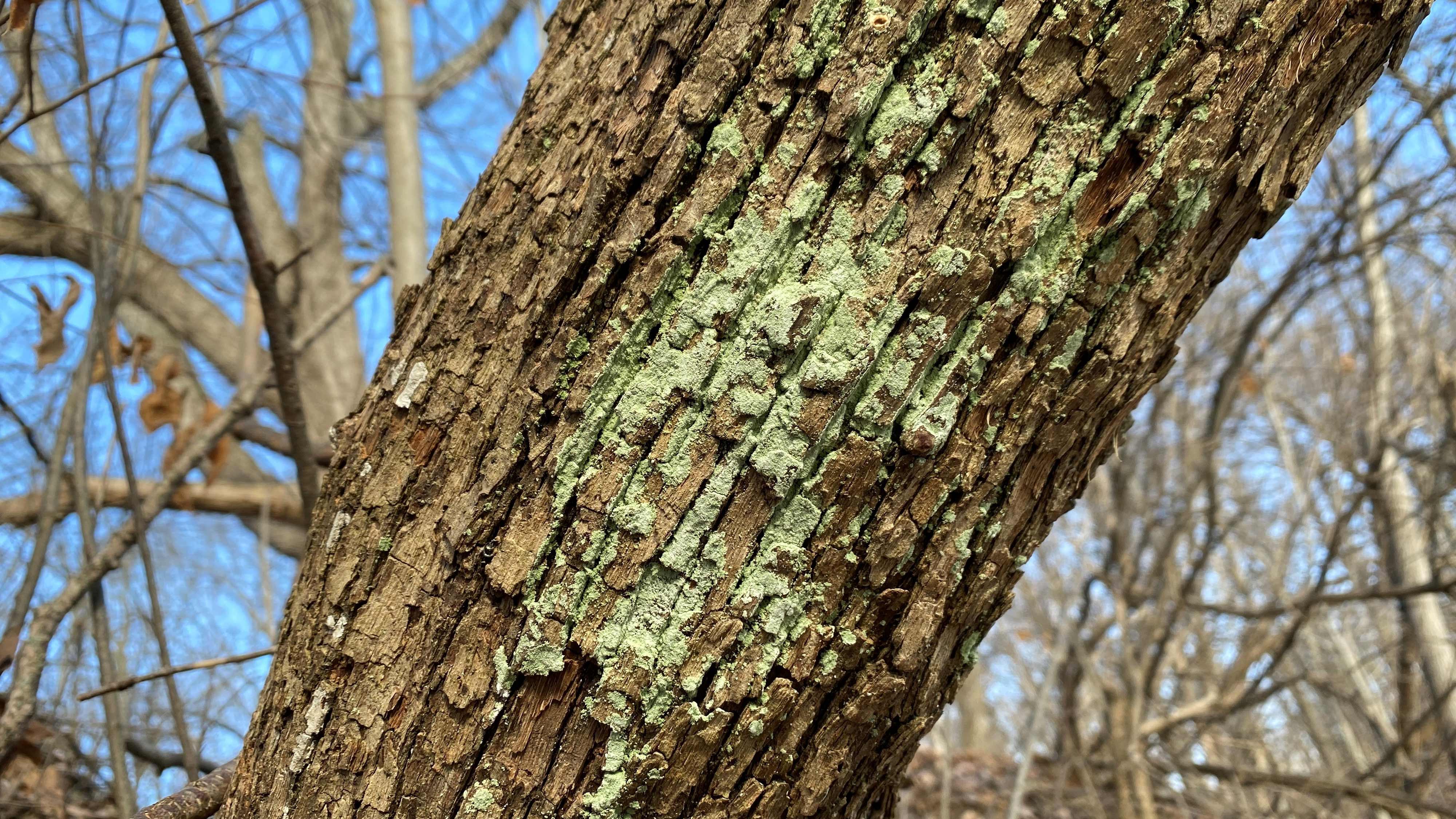 Lichen on tree bark.