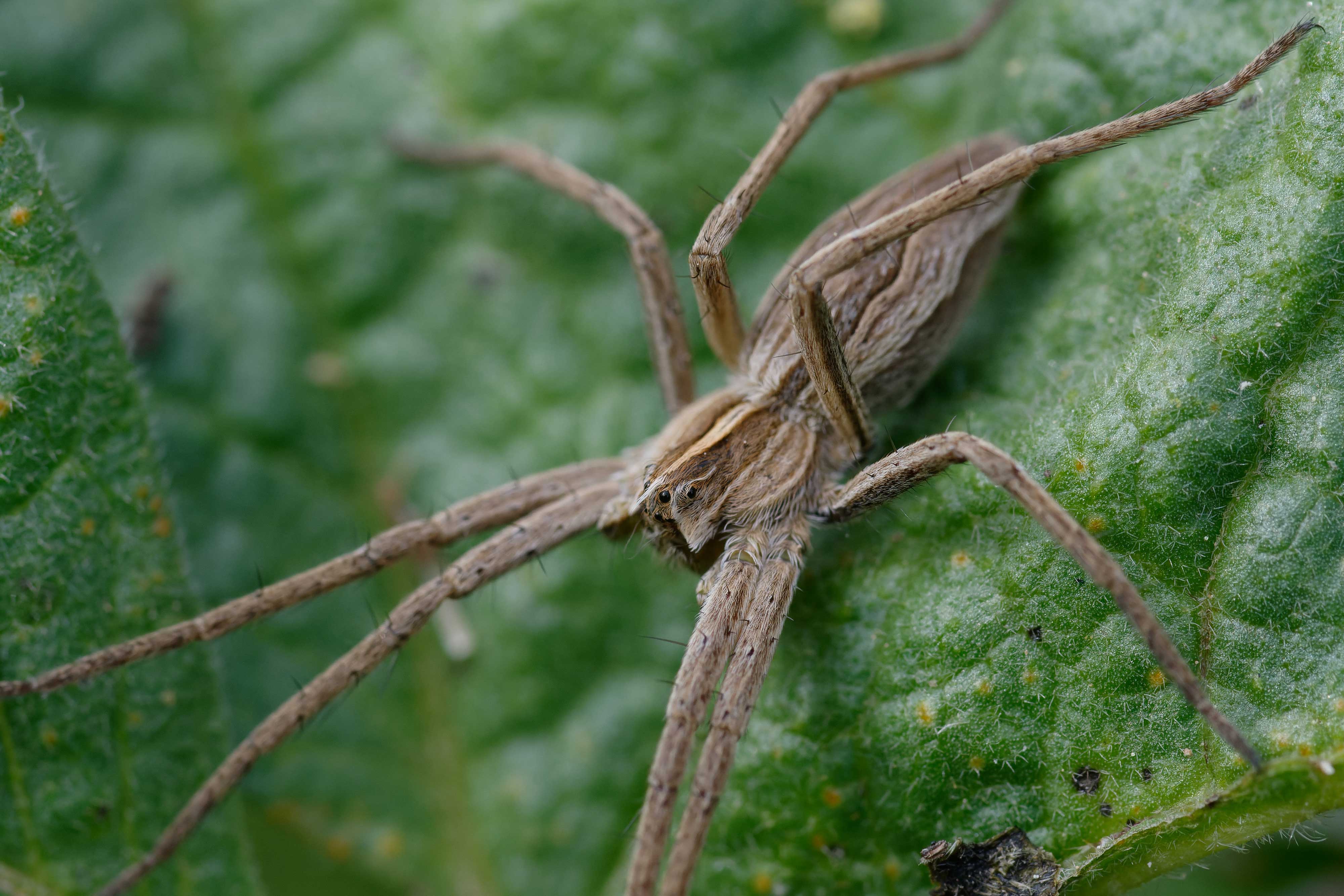 A nursery web spider on a leaf.