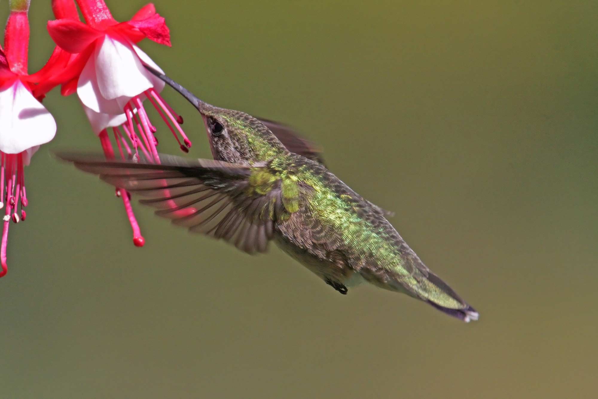 A ruby-throated hummingbird at a feeder.