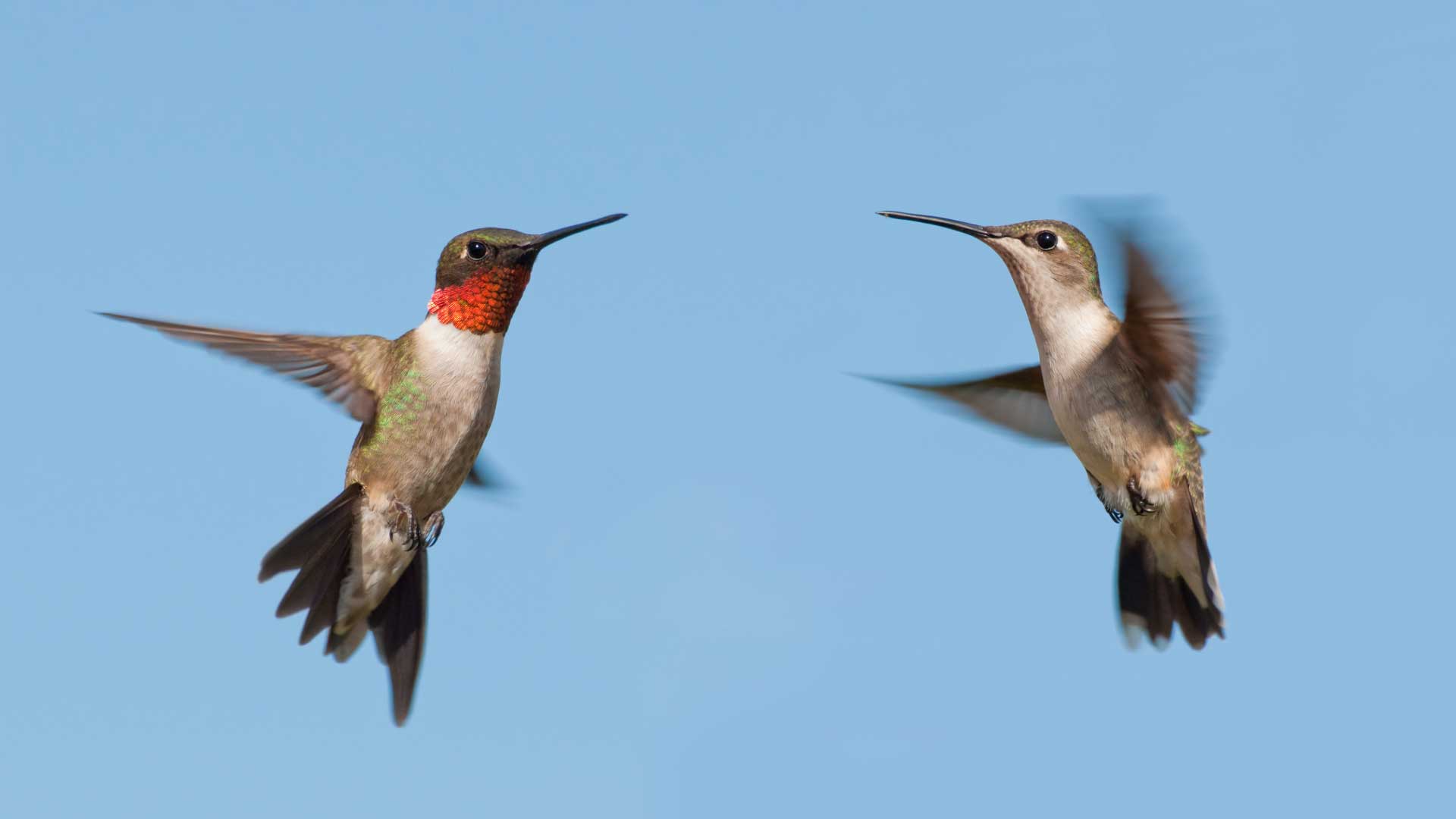Male and female ruby-throated hummingbirds hovering midair against a clear blue sky; the male shows a red throat patch while the female displays pale underparts and a green back.