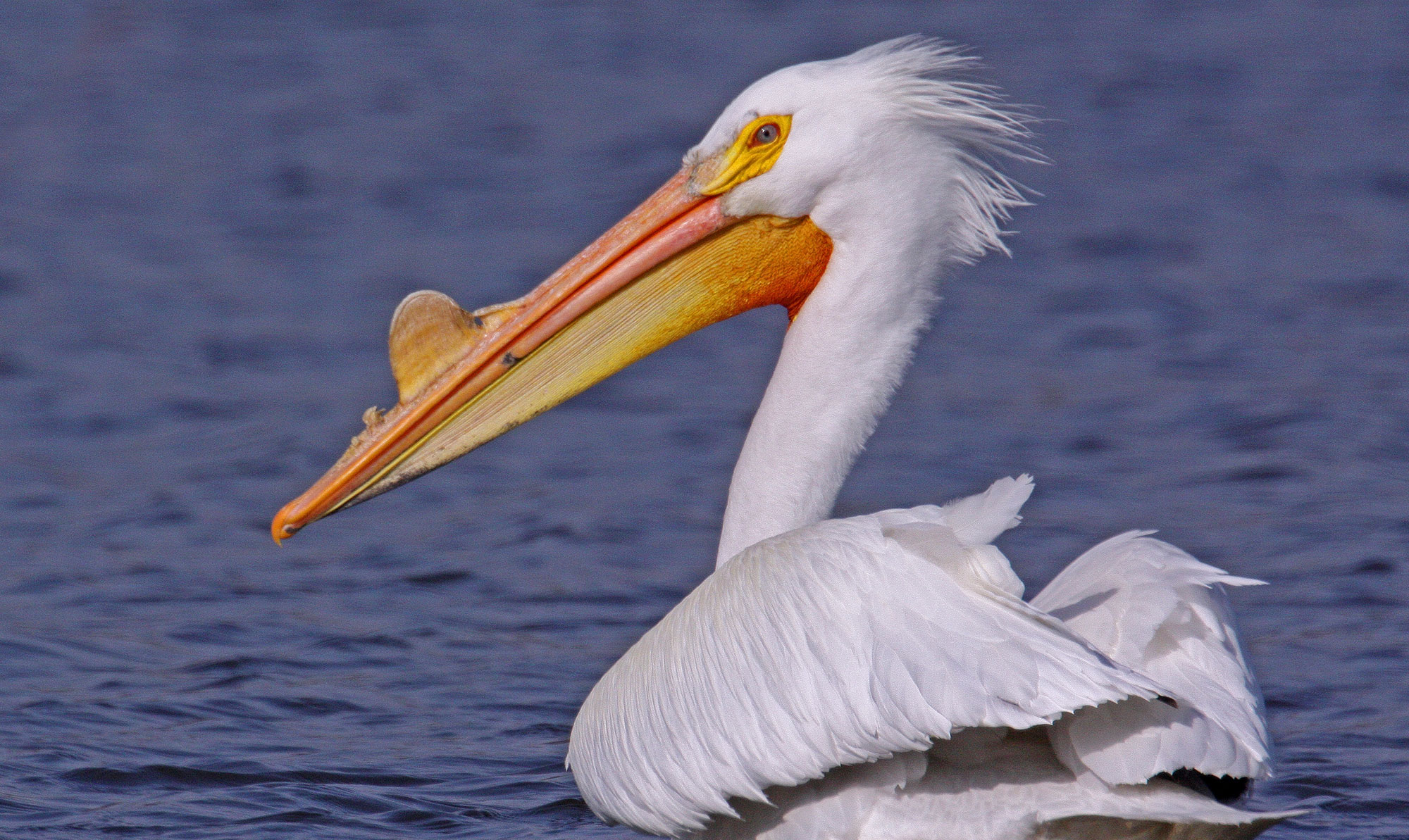 pelicans flock to preserves forest preserve district of will county