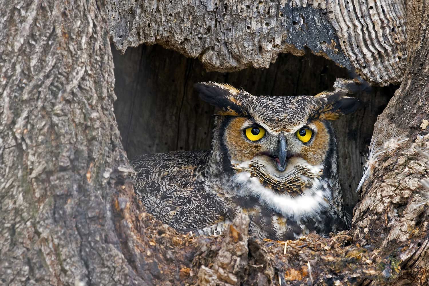 Great horned owl in a tree.