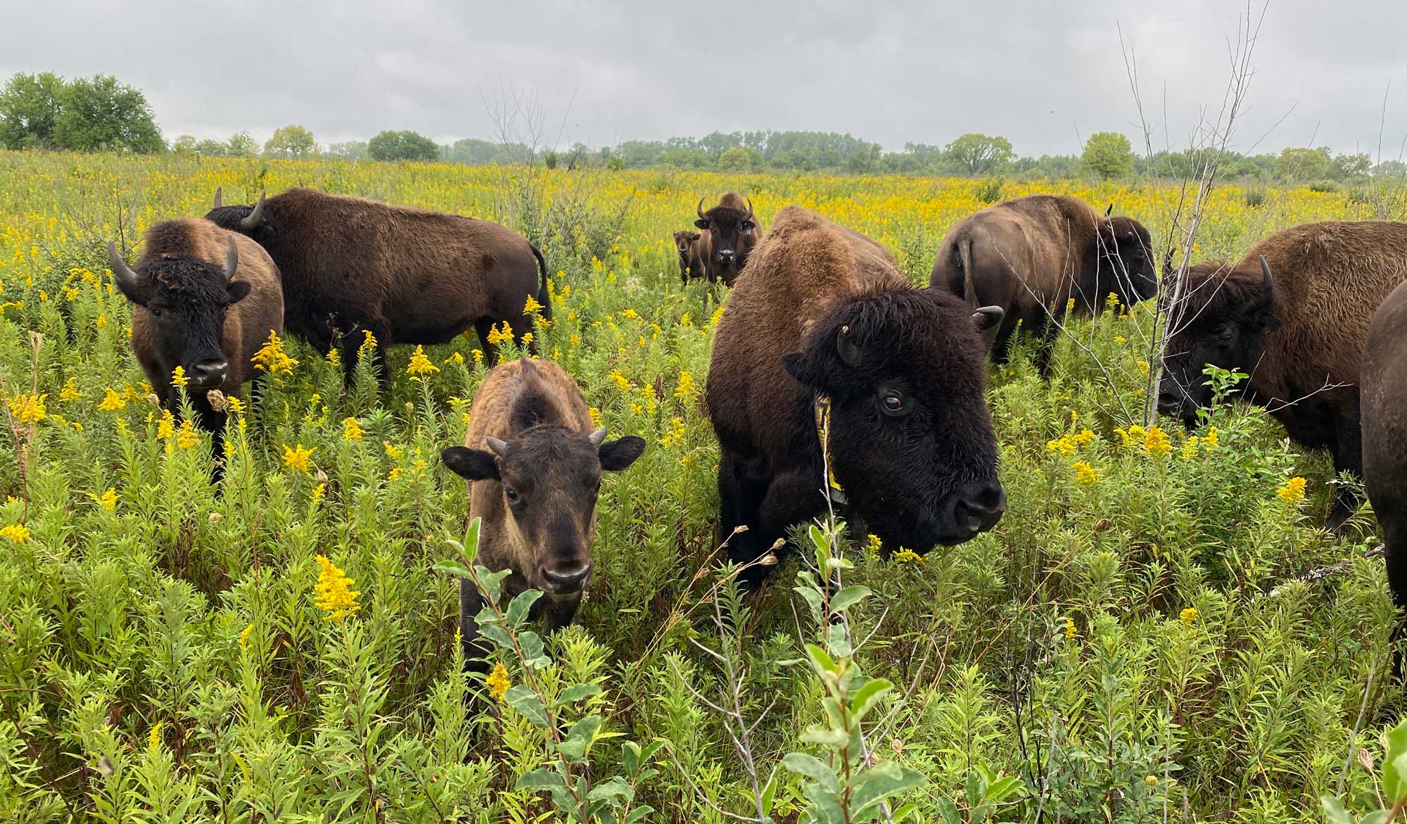 A herd of bison walk through a tallgrass prairie.